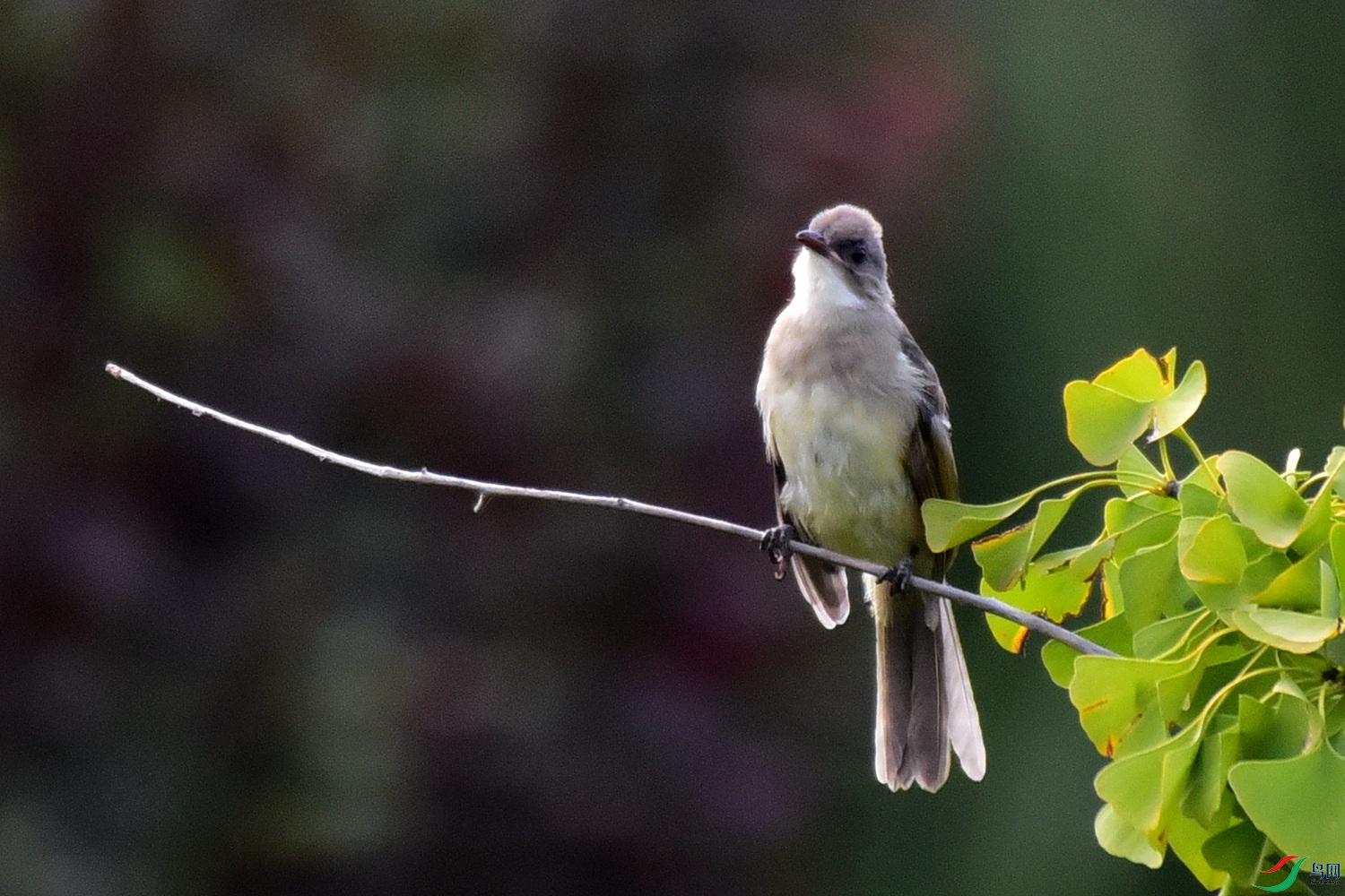 DSC_1874.JPG