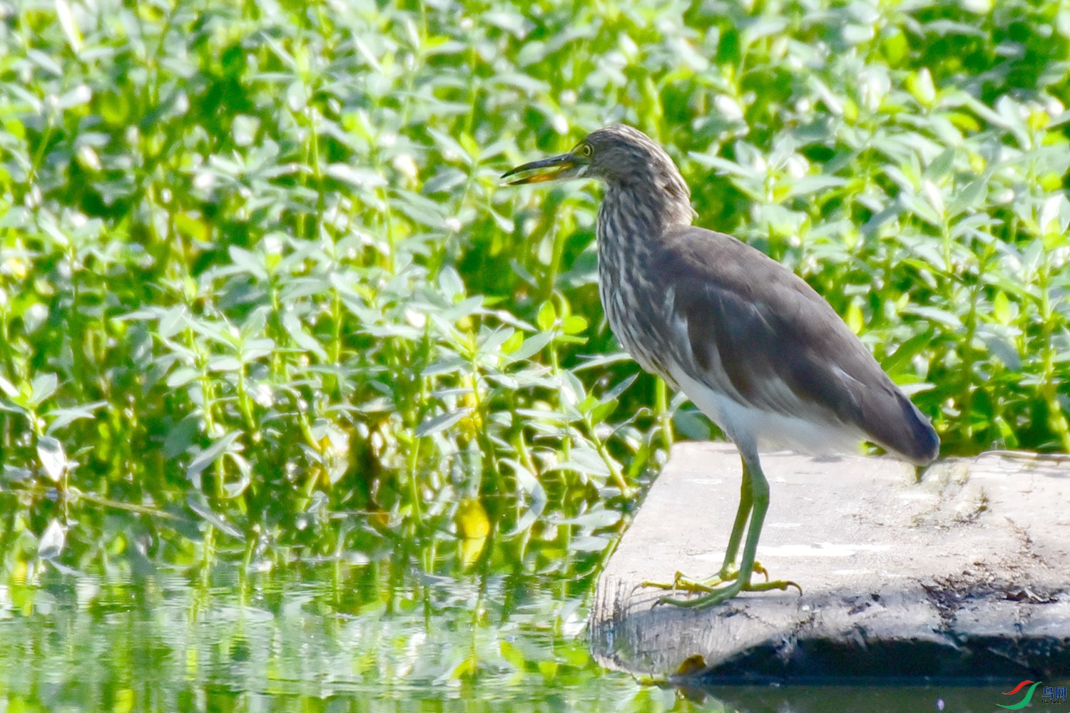 DSC_2068.JPG