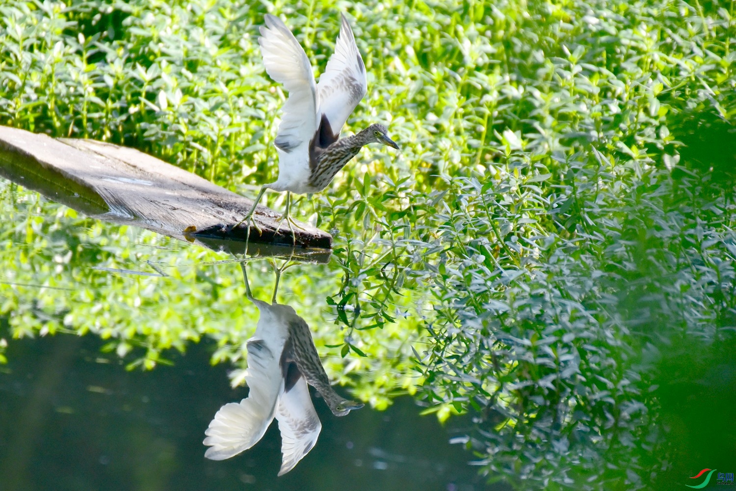 DSC_2063.JPG