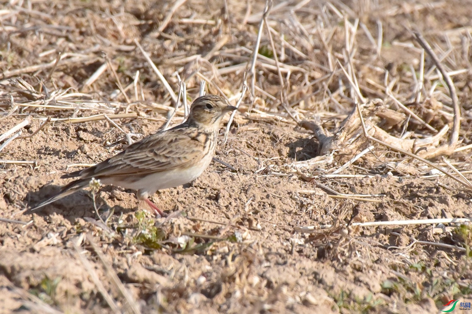 DSC_0321.JPG