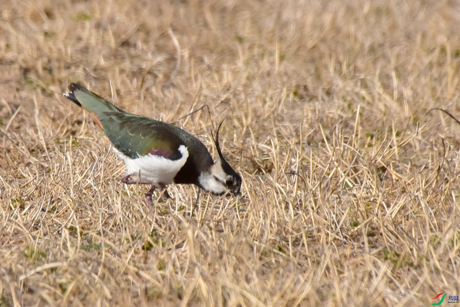 DSC_0527.JPG