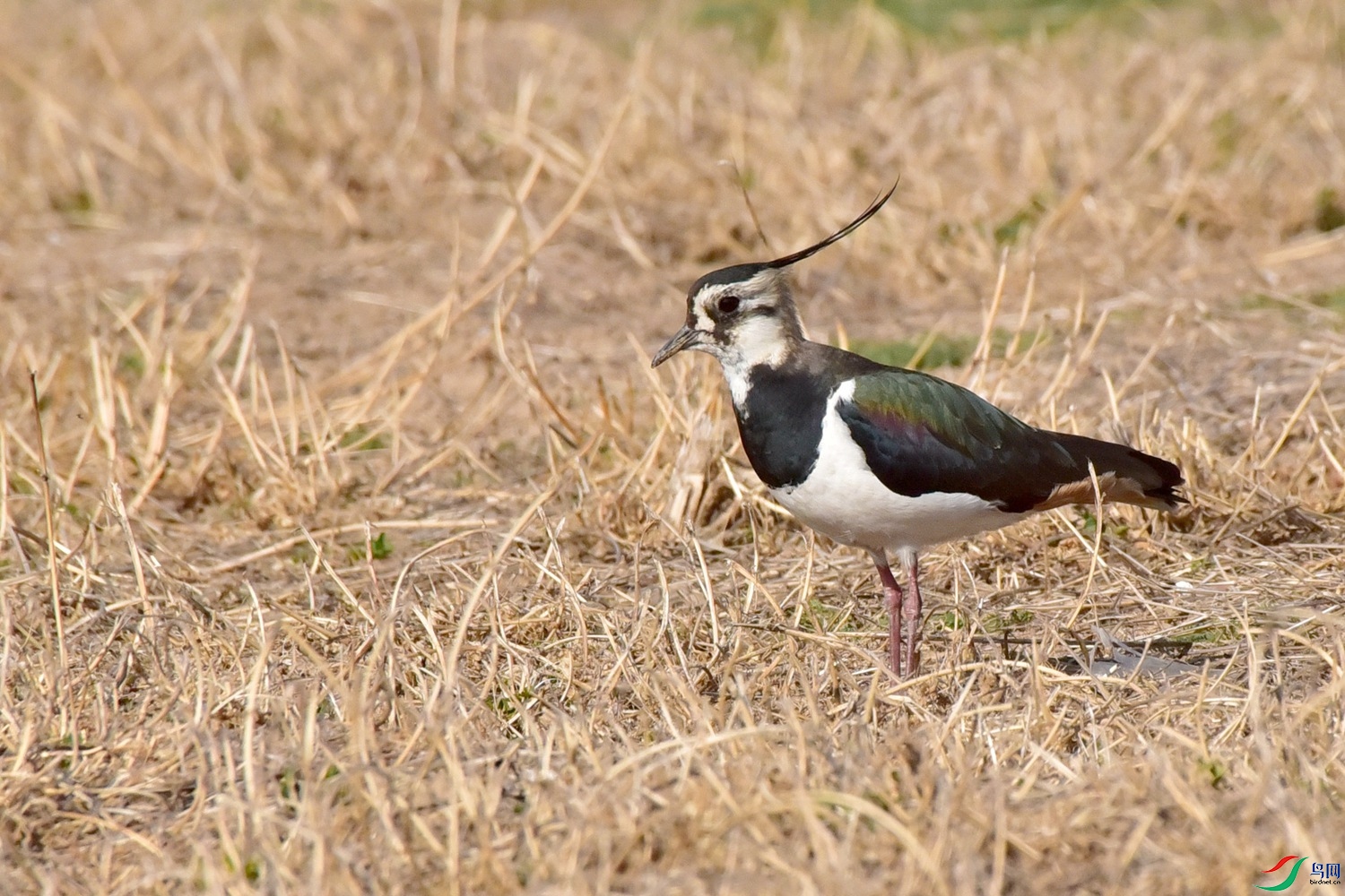 DSC_0404.JPG
