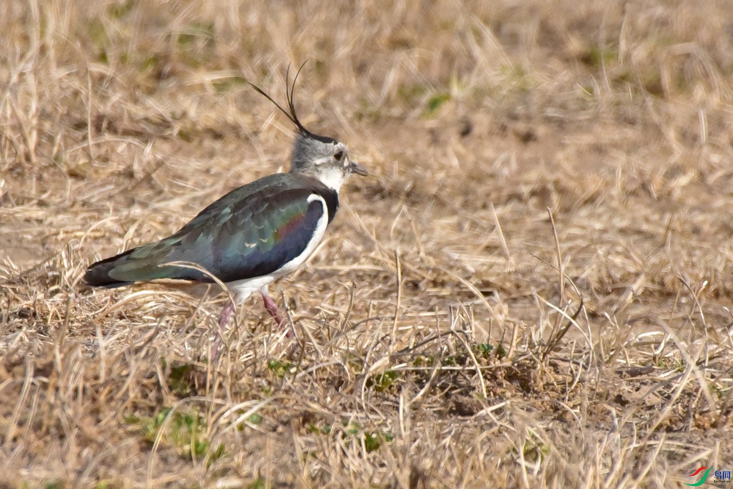 DSC_0543.JPG