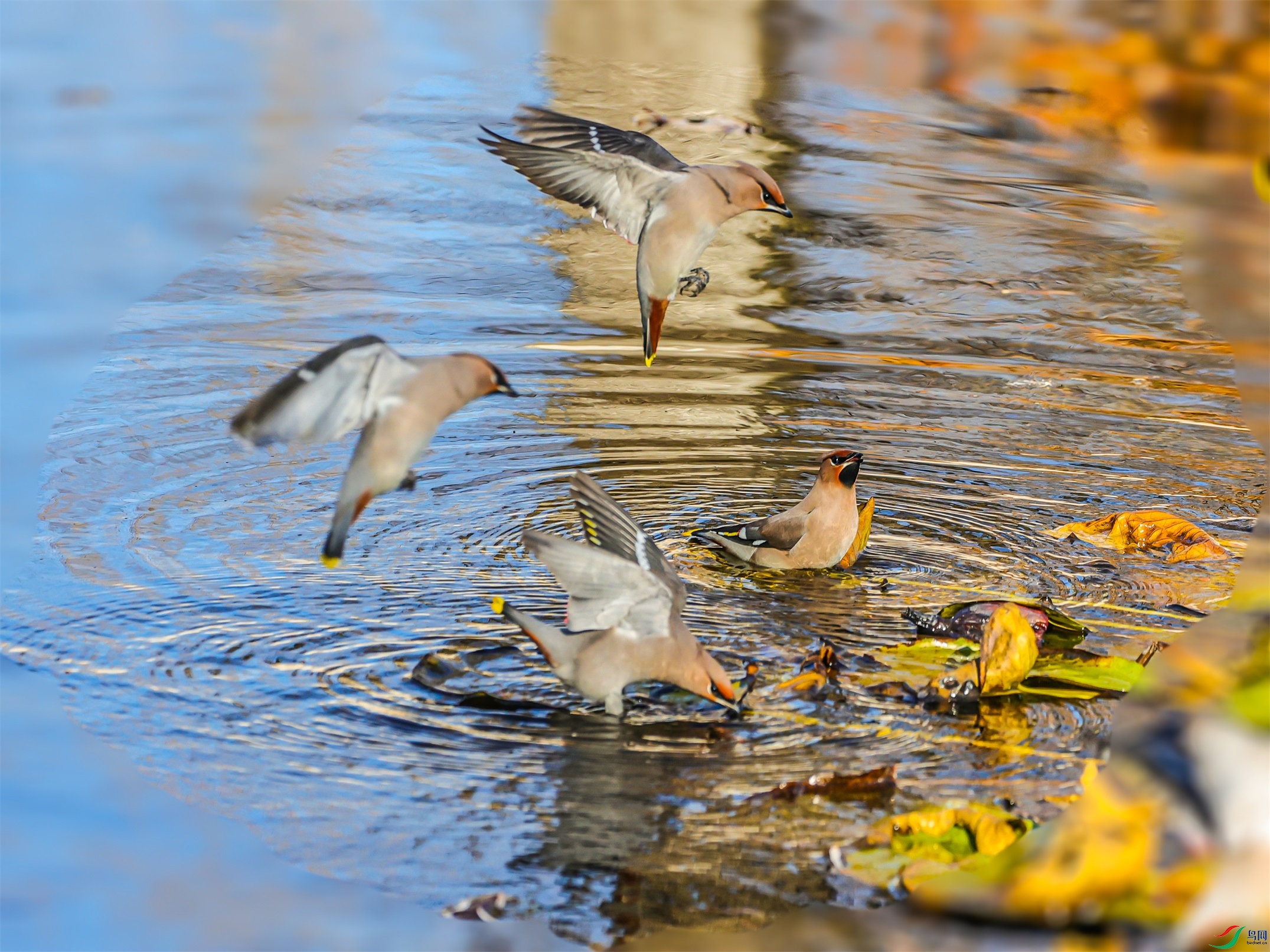 1K3A4642 ����1.jpg