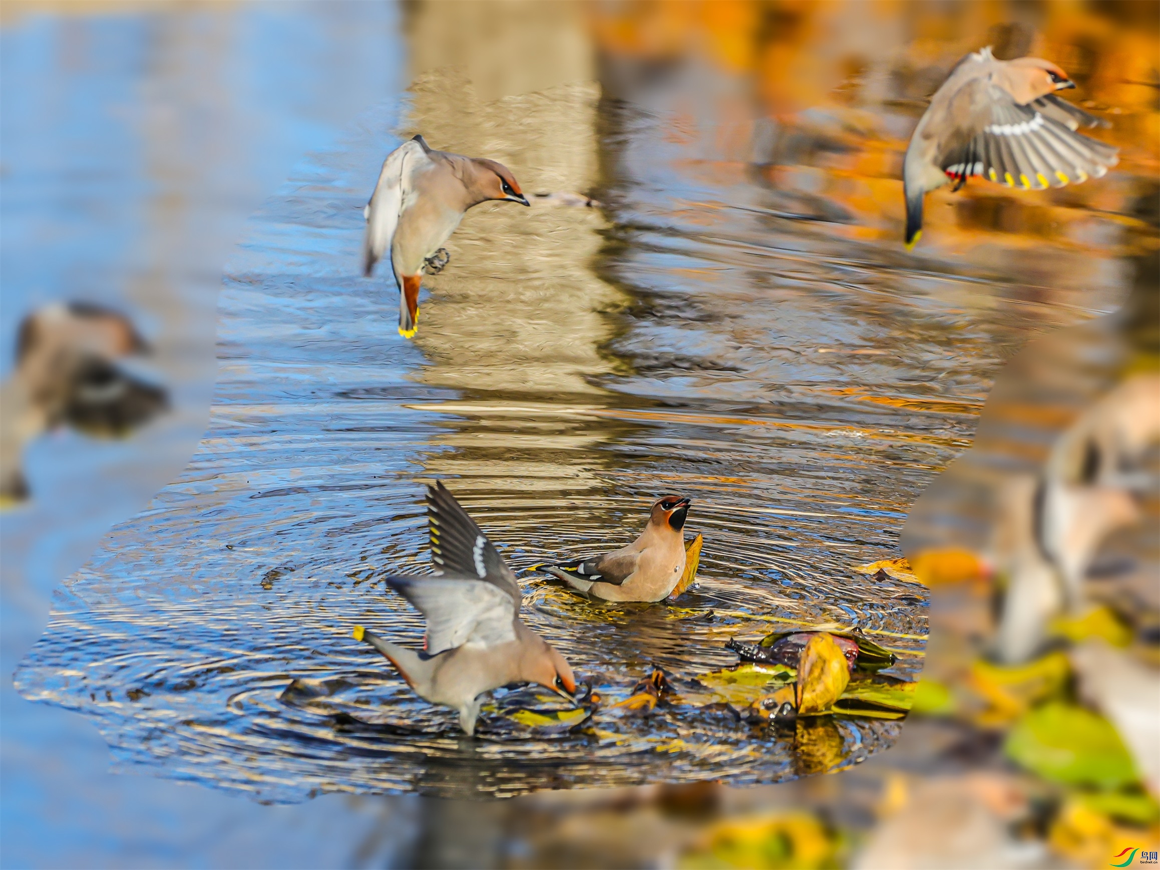 1K3A4641 ����1.jpg