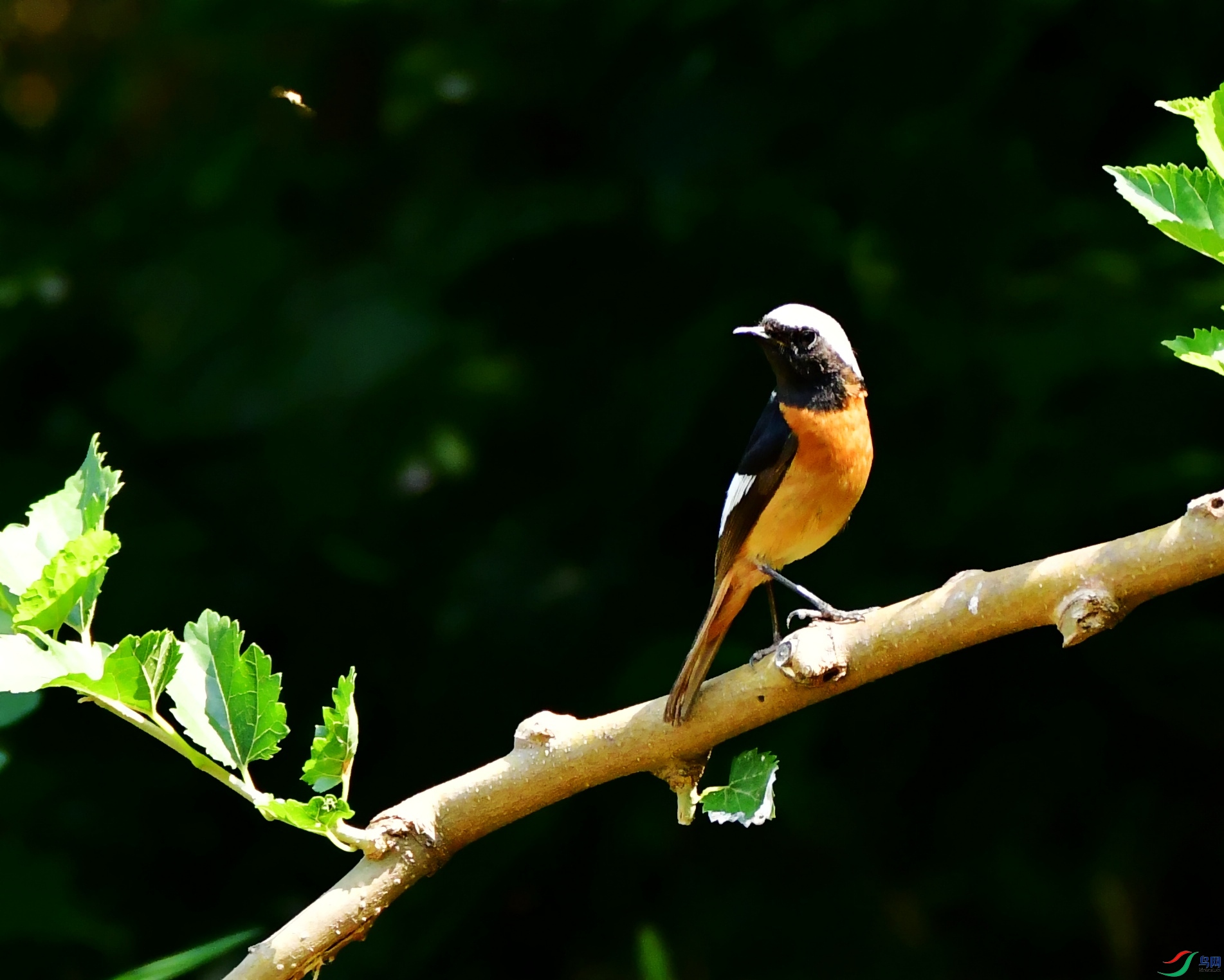DSC_3759_conew1.jpg