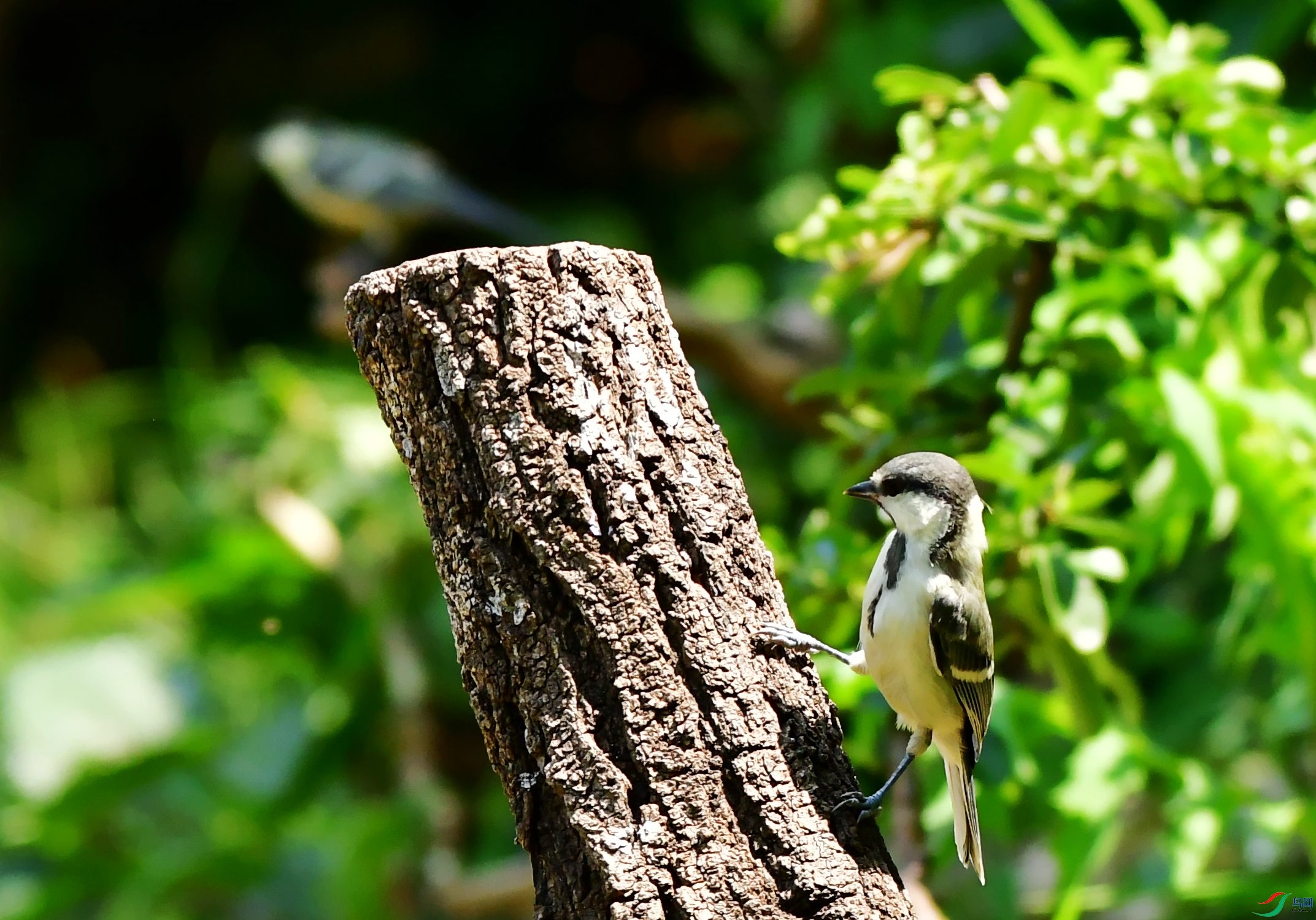 DSC_4101_conew1.jpg