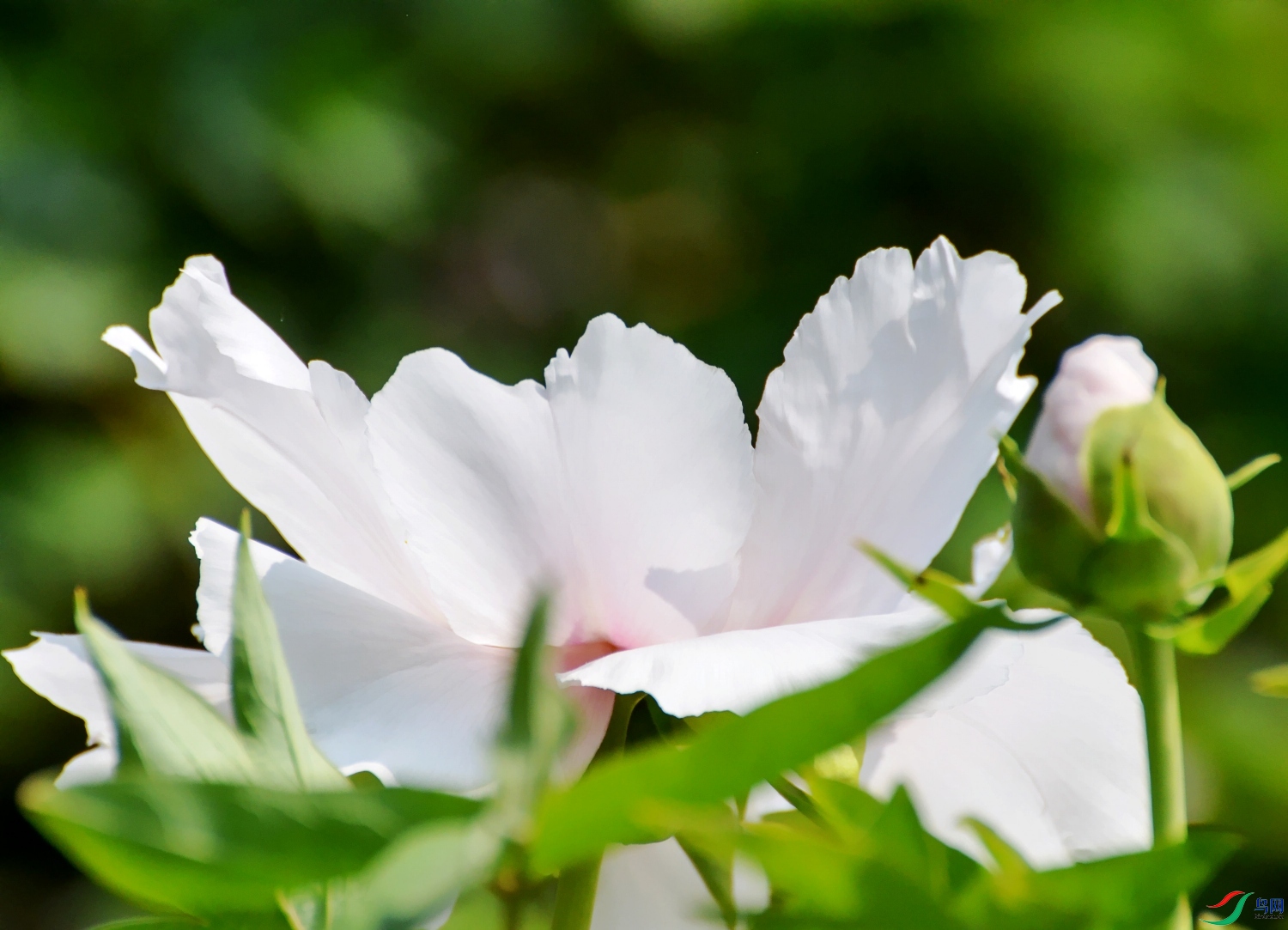 DSC_9664---_conew1.jpg