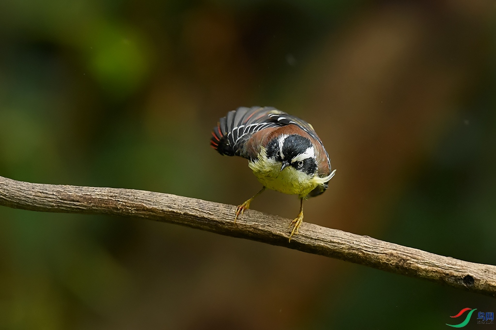 DSC_4336_DxOa.jpg