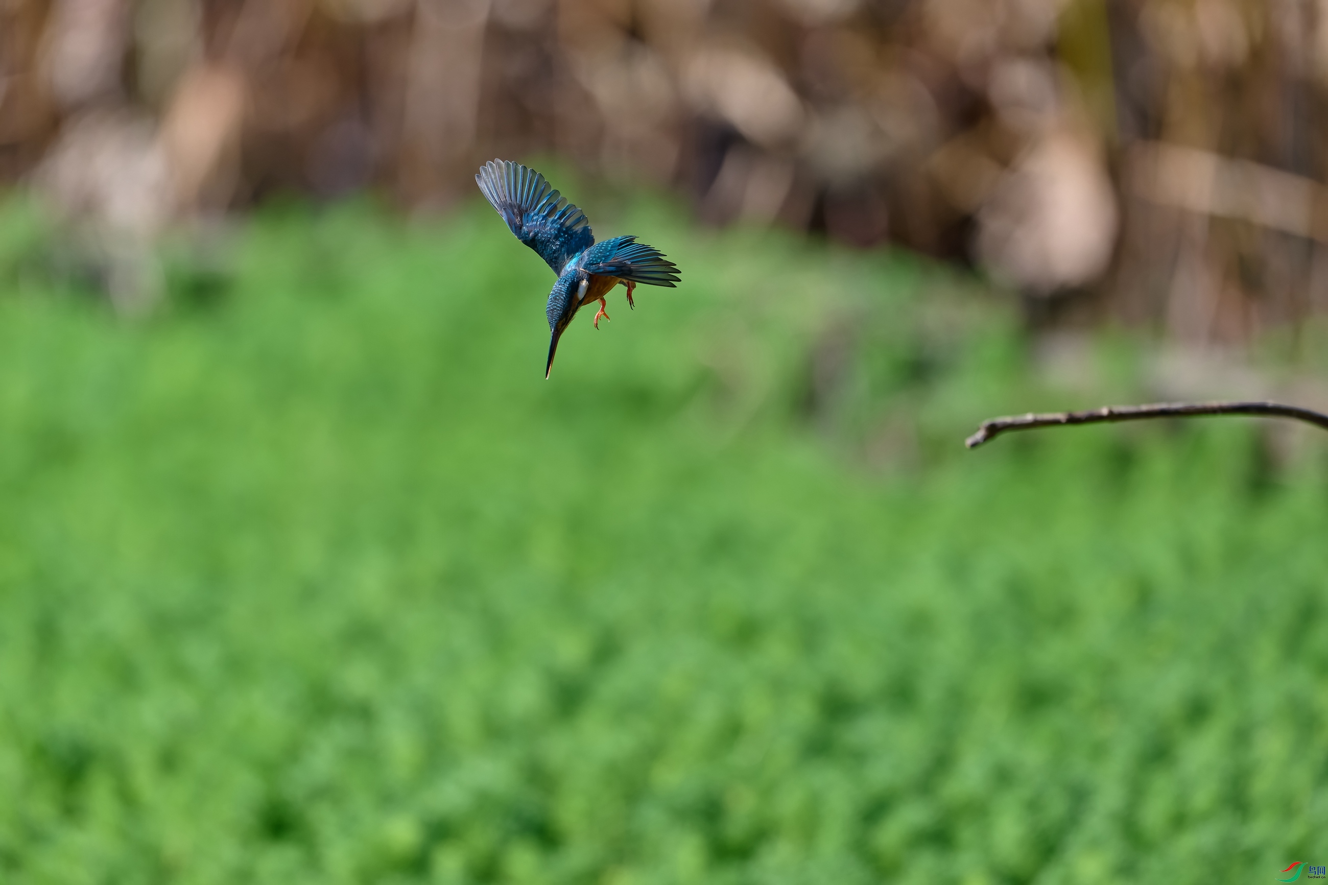 DSC_2713-NEF.jpg