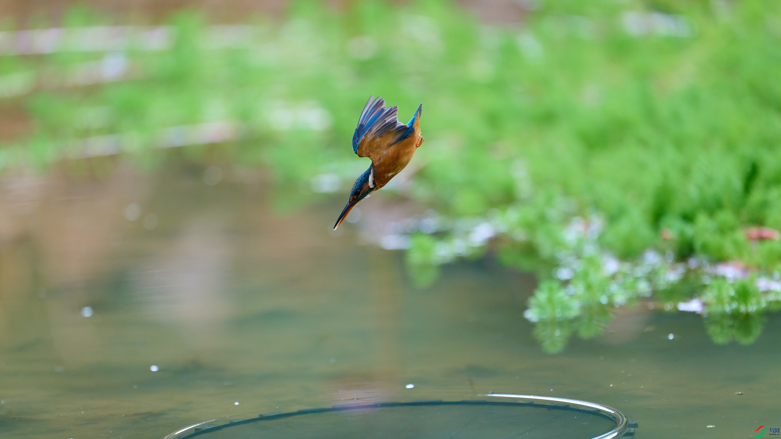 DSC_9708-NEF.jpg