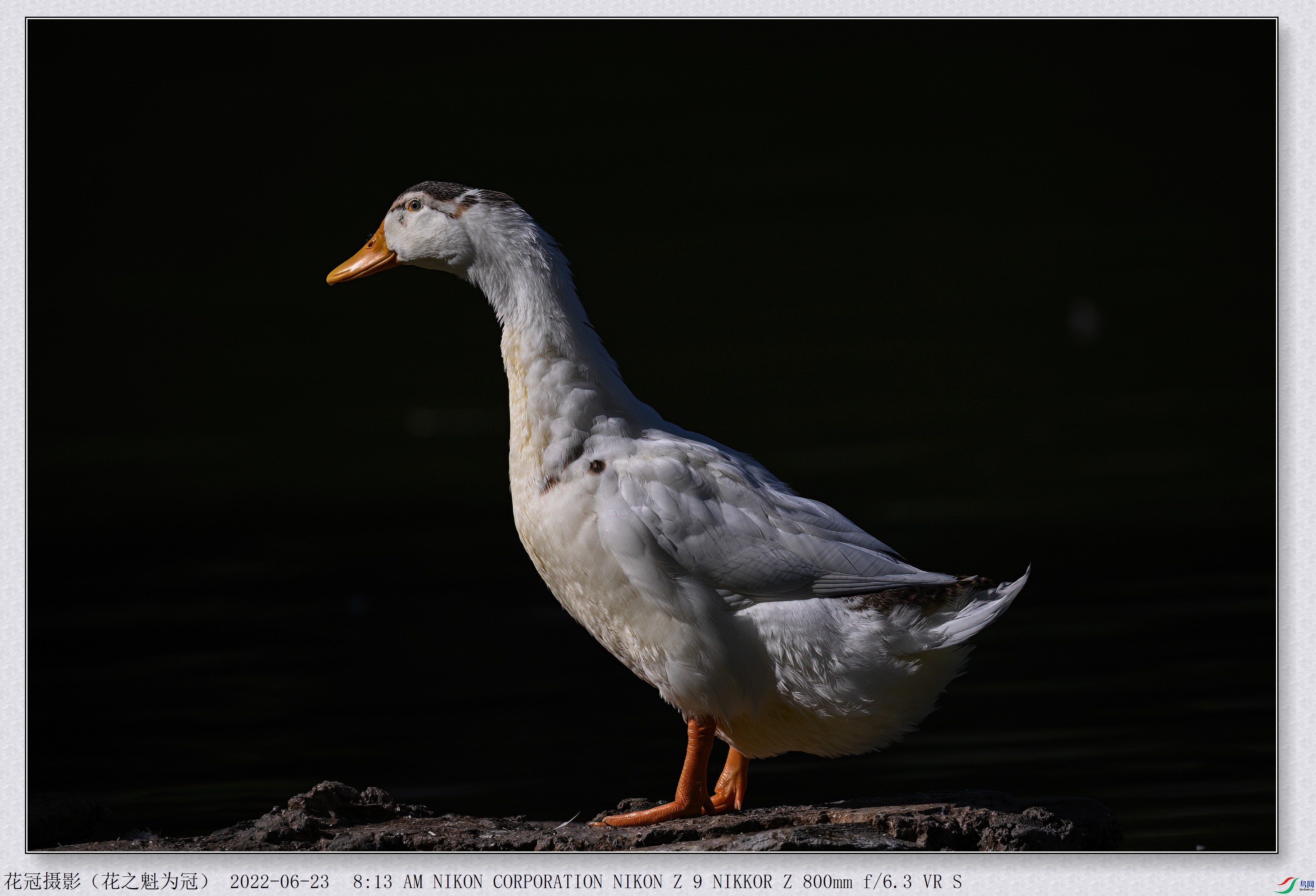 DSC_0226B-1-DeNoiseAI-low-light_����.jpg