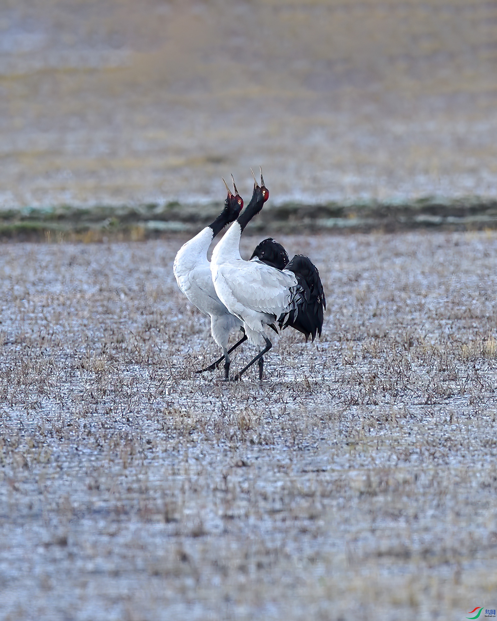 DSC_9876_1.jpg