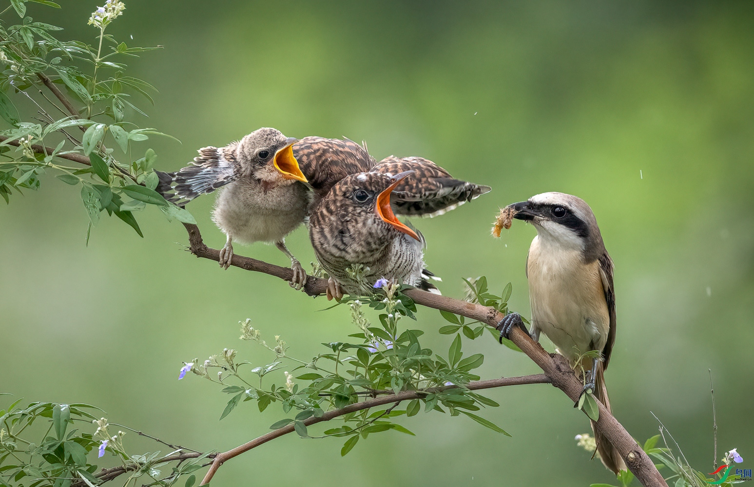 �Ǹ����������ģ�