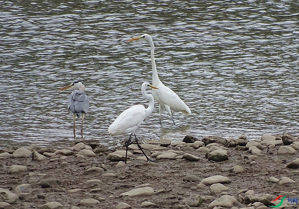 DSC003862.jpg