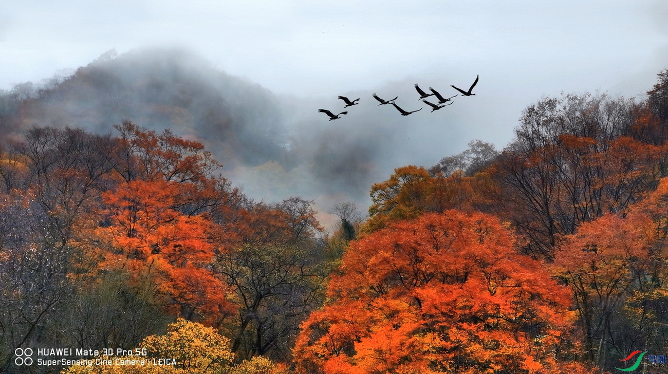 �����Ҷ (2)-003.jpg