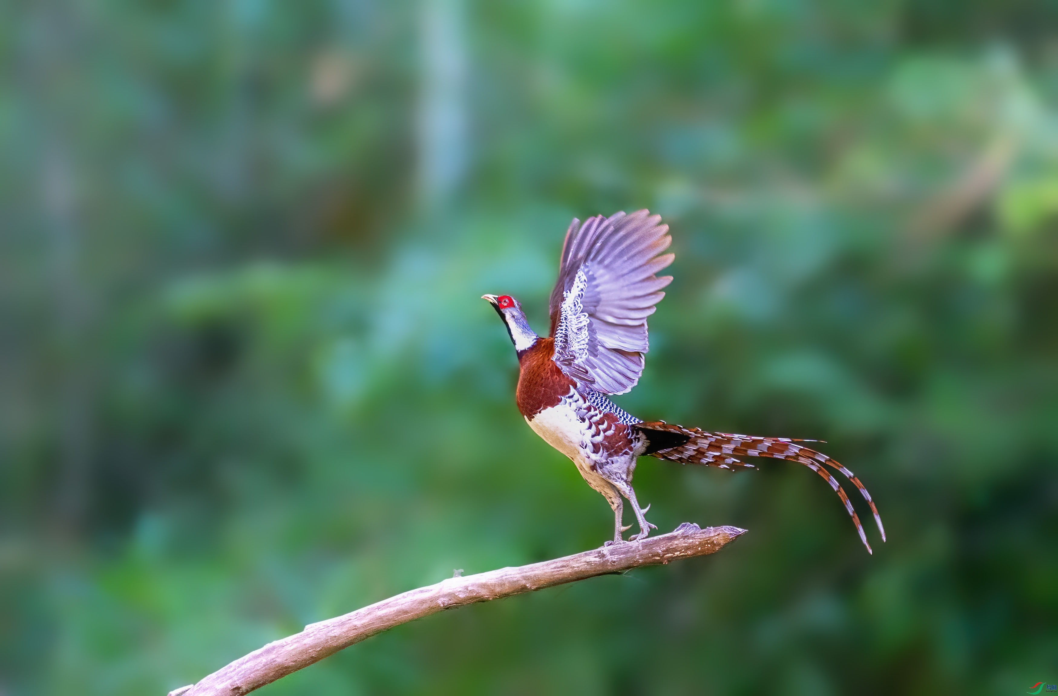 �׾���β��