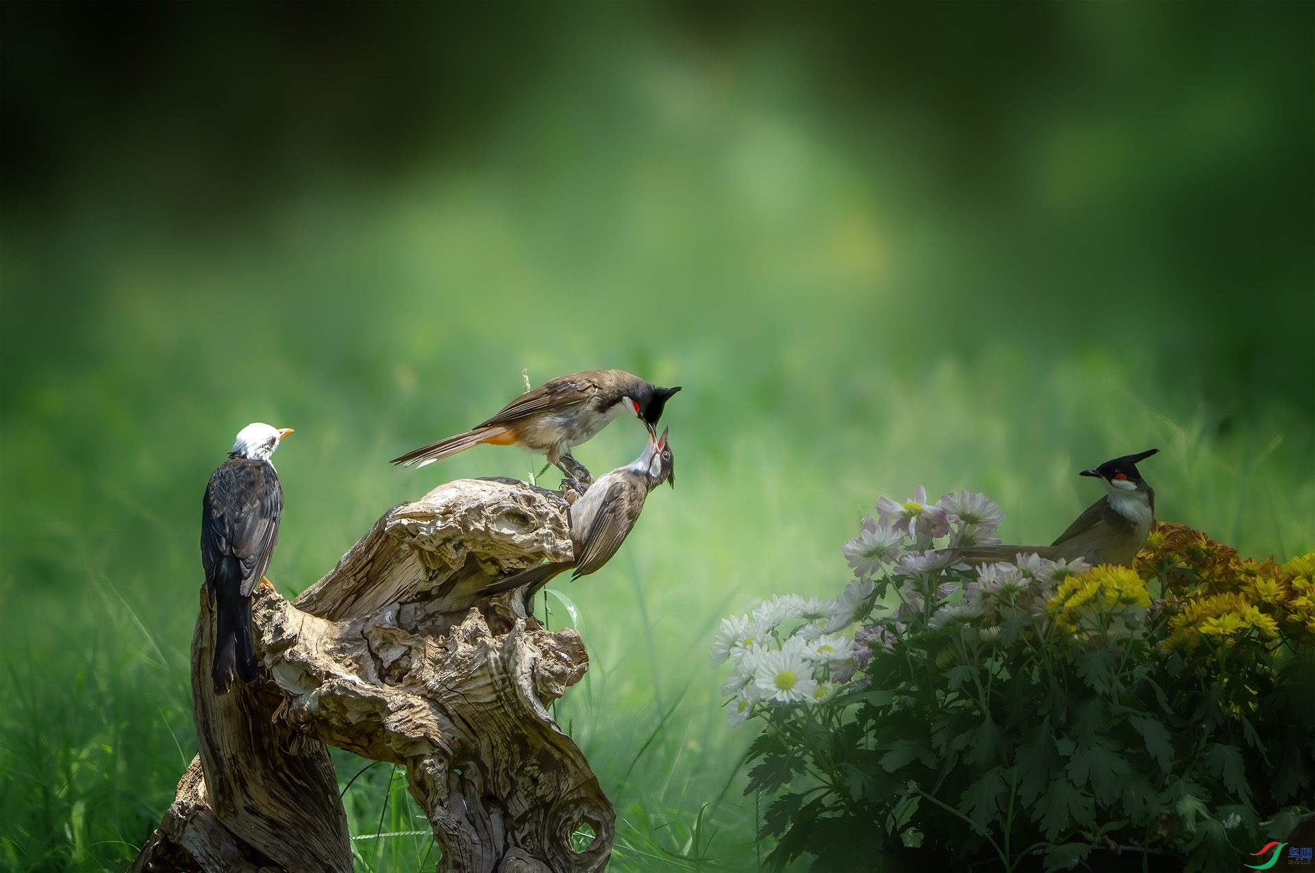 DSC05217 ����.jpg