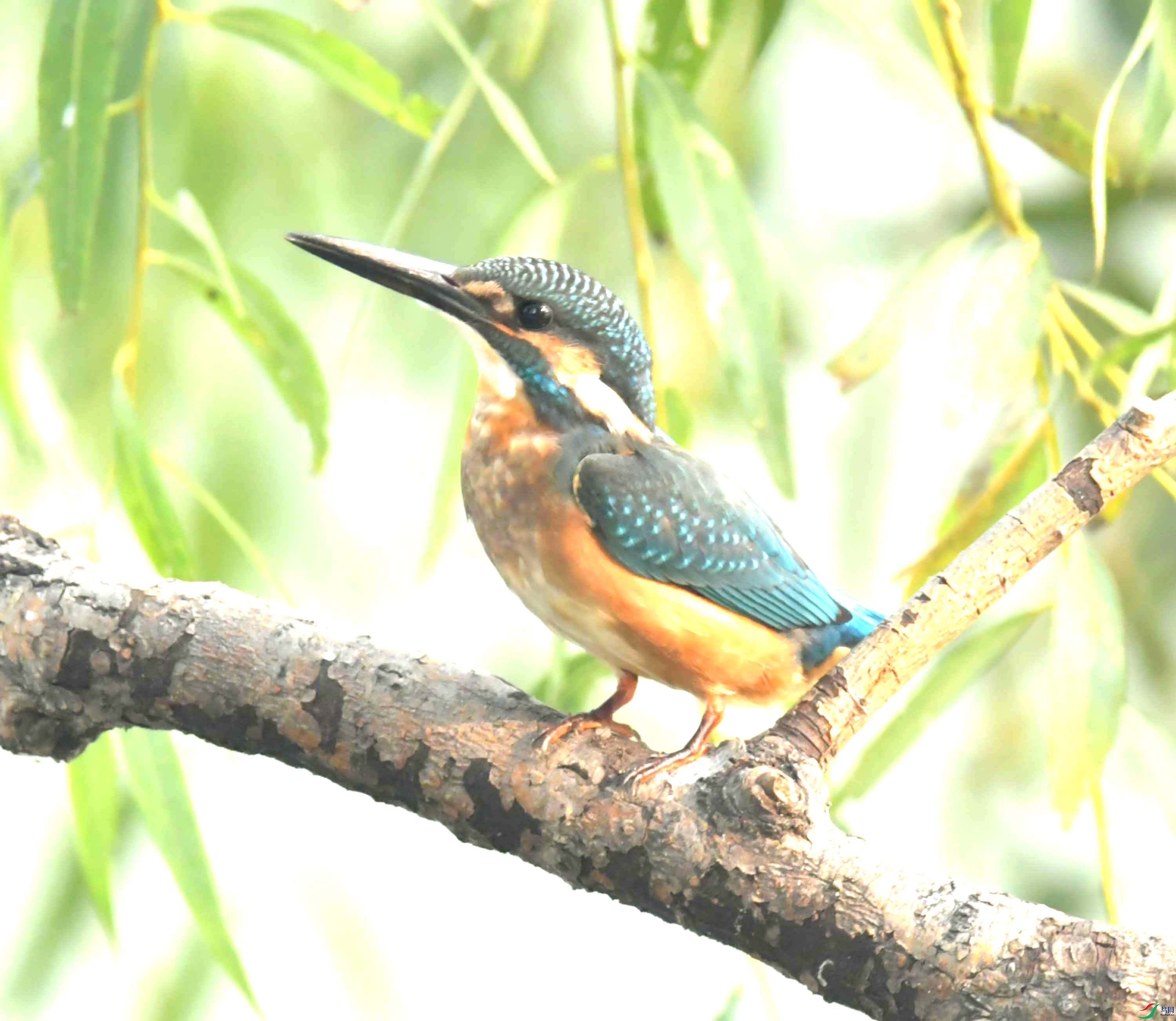 DSC_9935.JPG