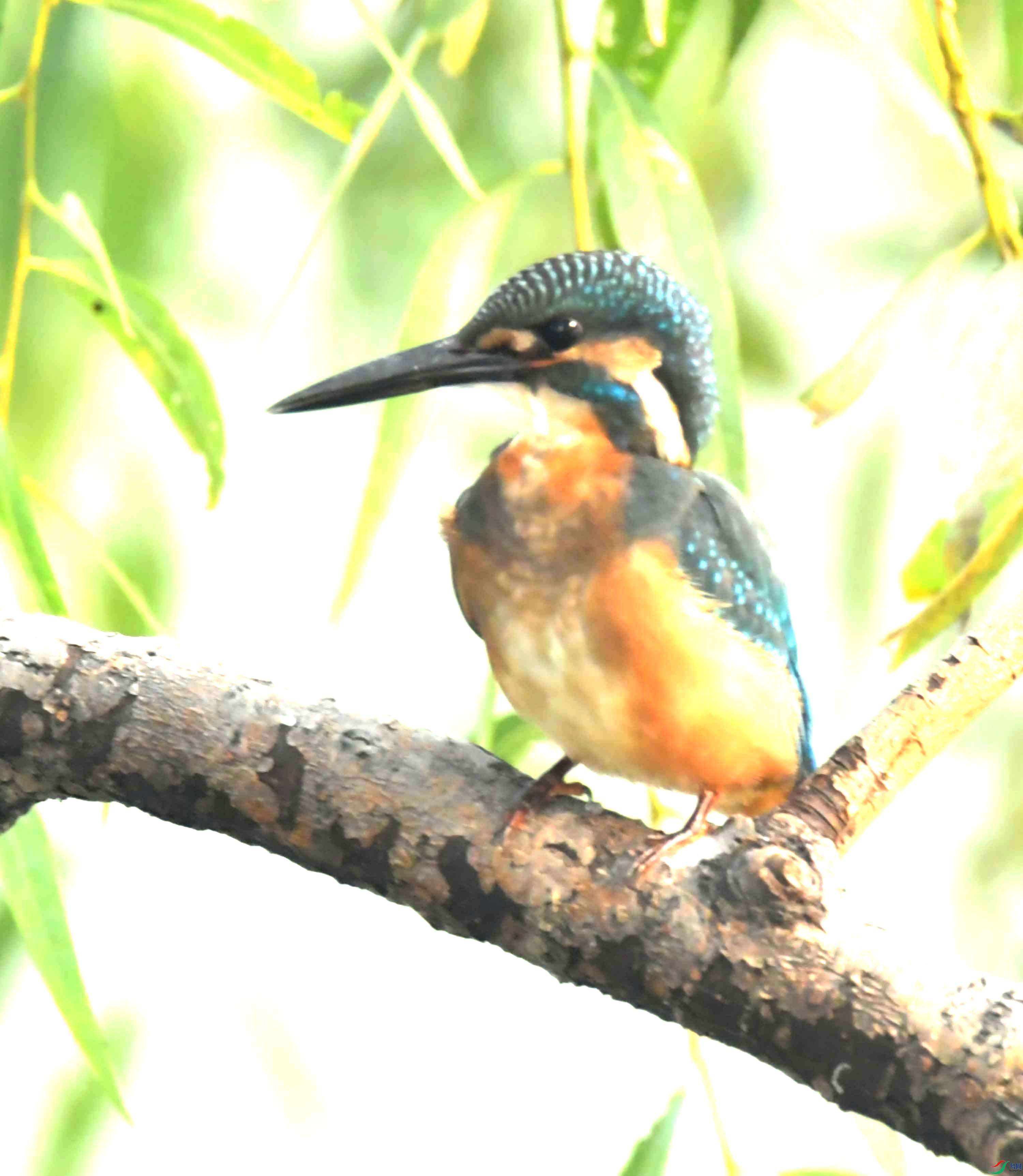 DSC_9943.JPG