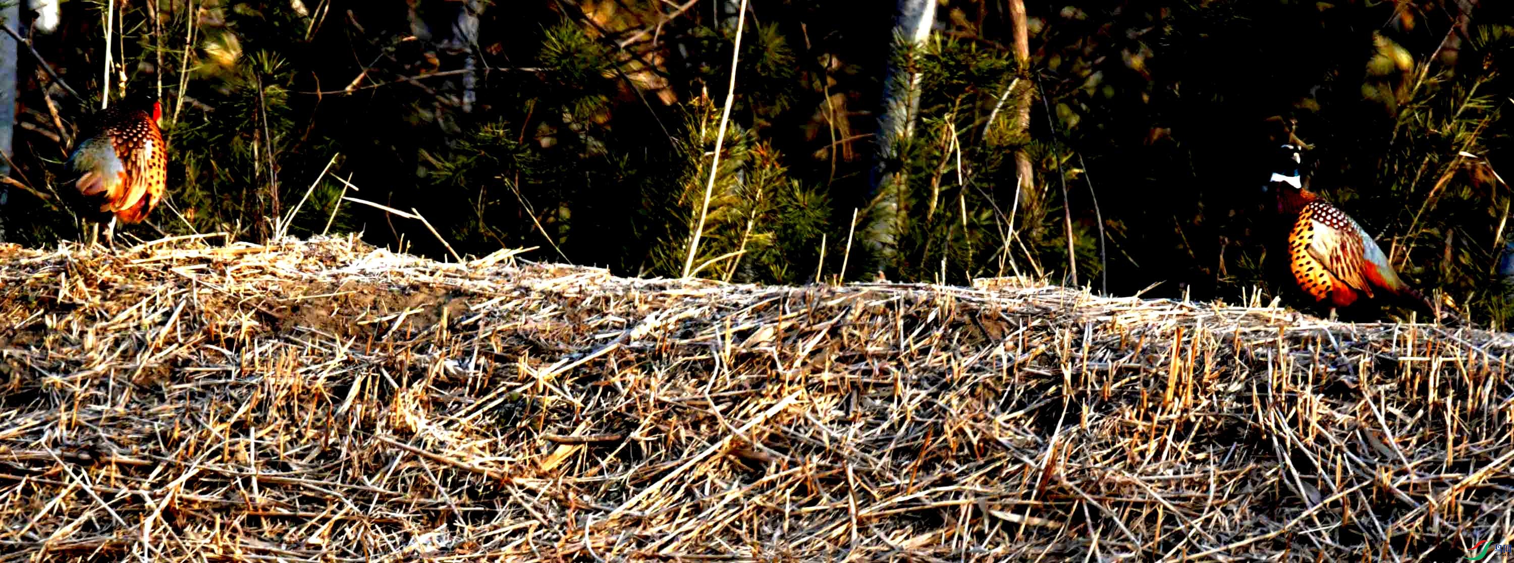 DSC_0064.JPG