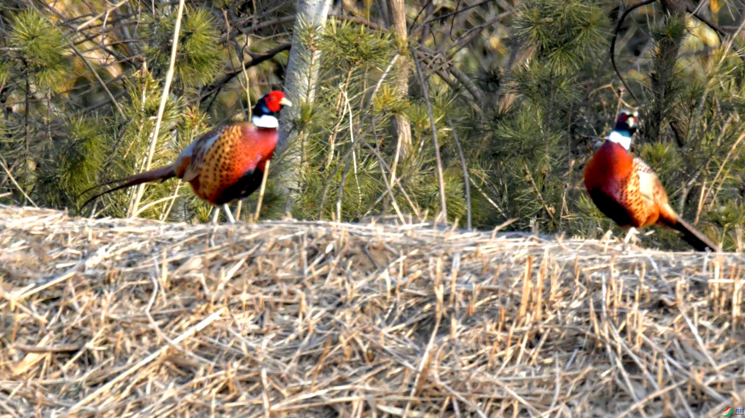 DSC_0074.JPG