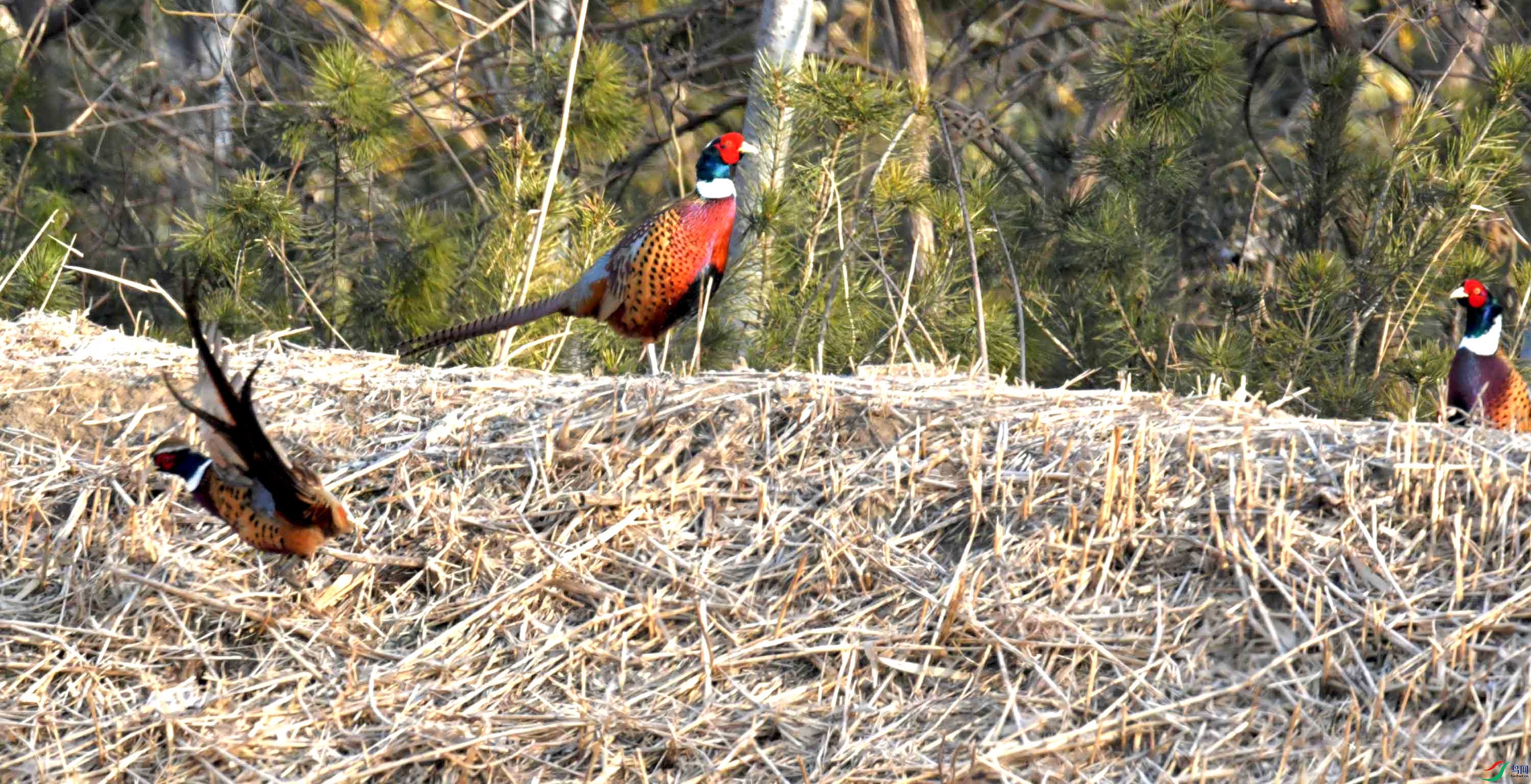 DSC_0085.JPG