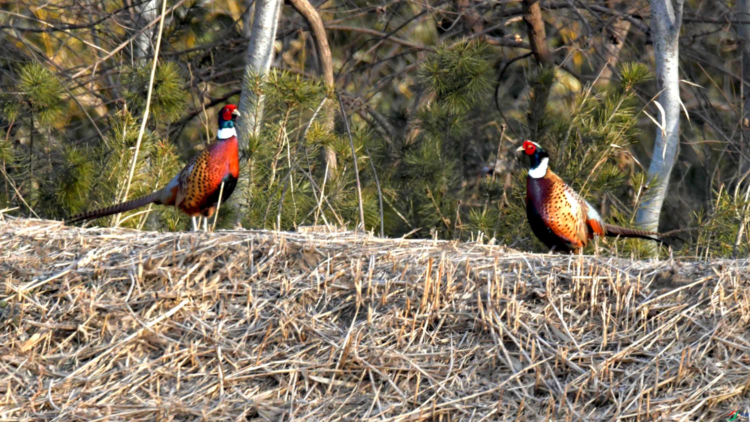 DSC_0086.JPG