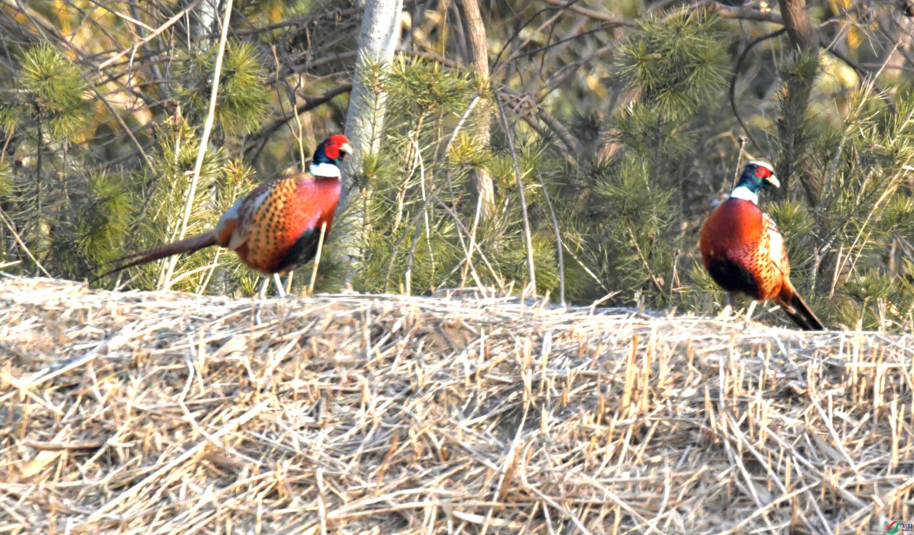 DSC_0075.JPG