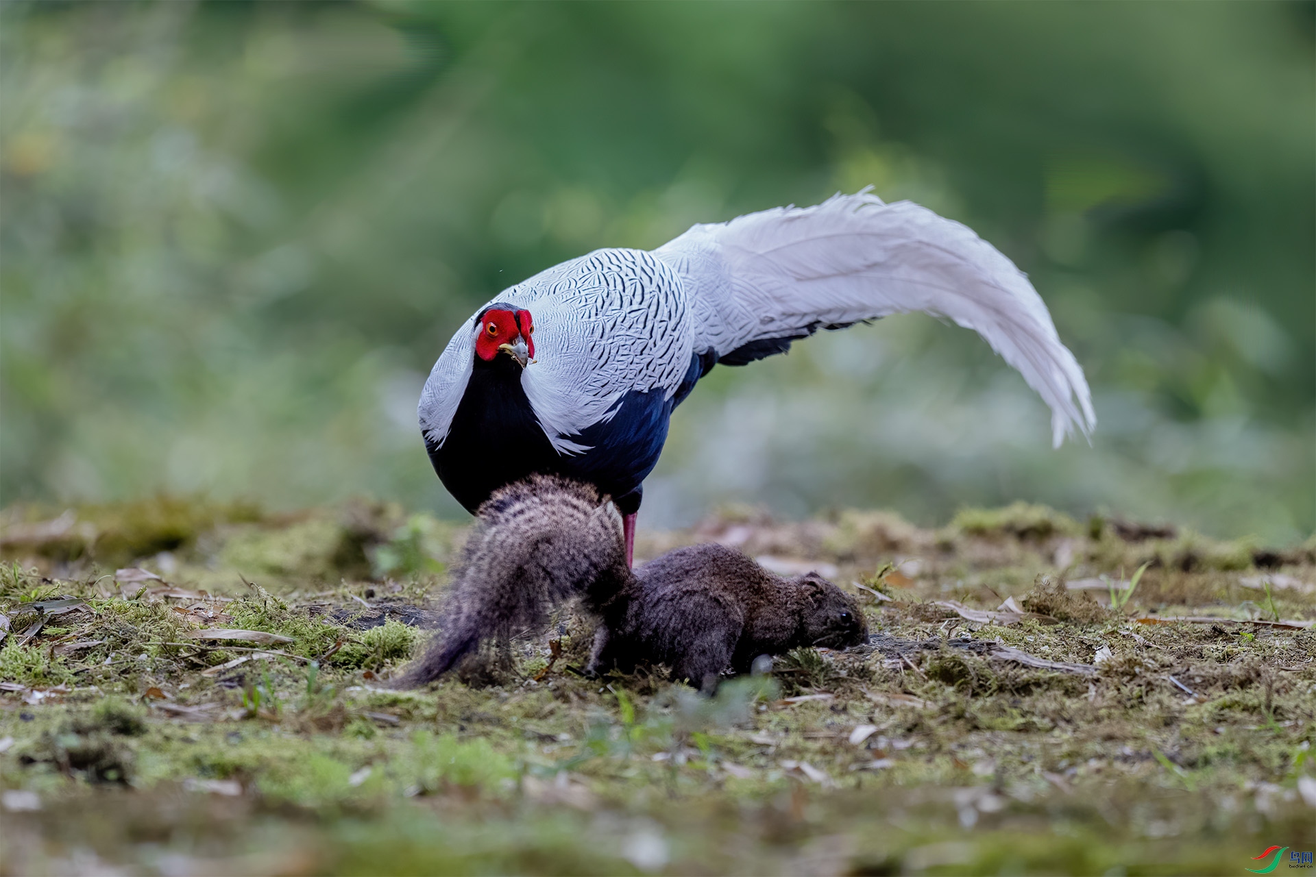 A86I6453-1.jpg