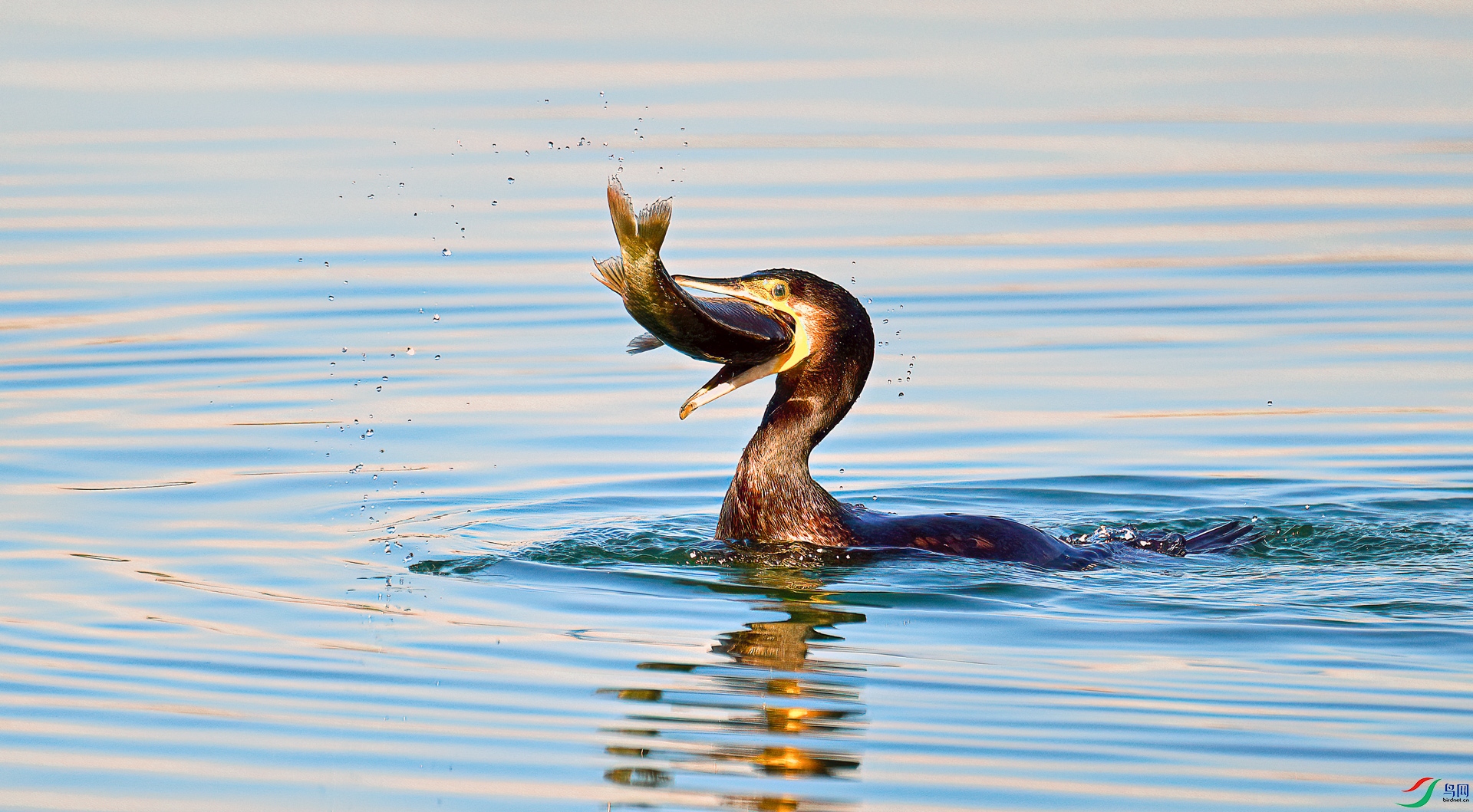 DSC_6501==1w.jpg