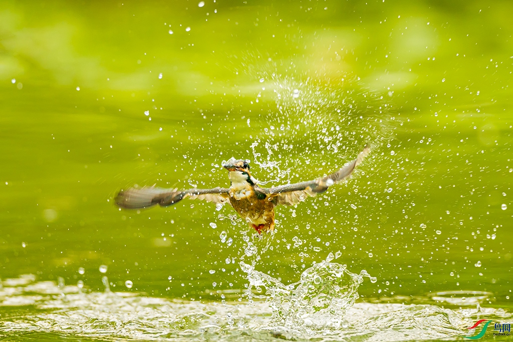 sdwfR 220813 (837).jpg