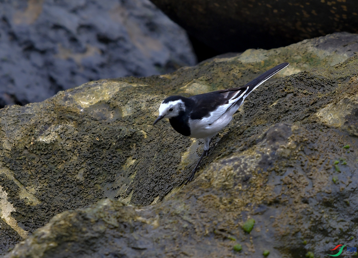 DSC_0802.JPG