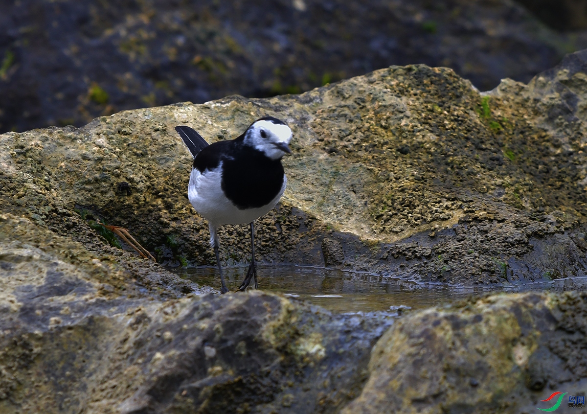 DSC_0813.JPG