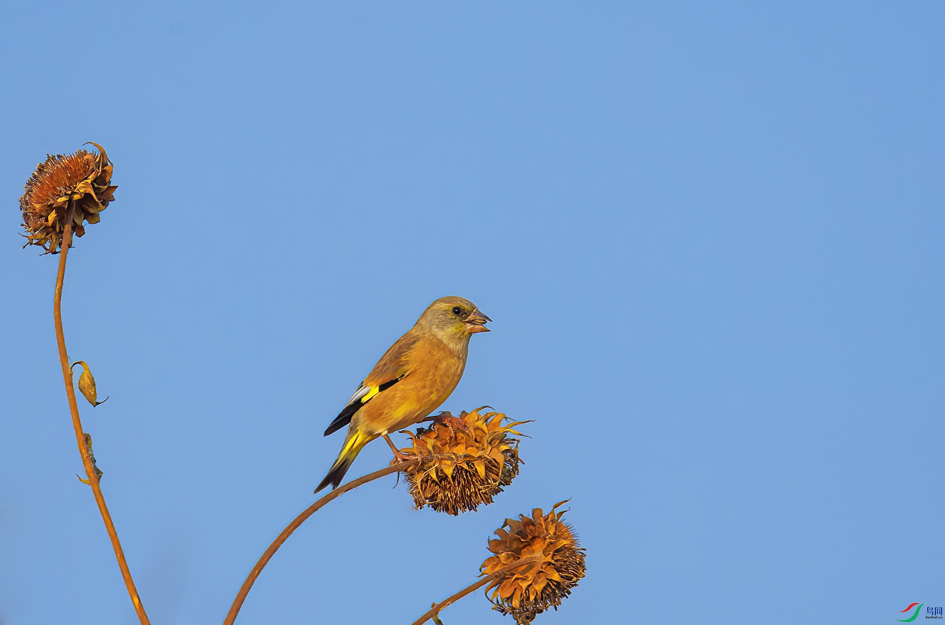 DSC_7115 -1.jpg