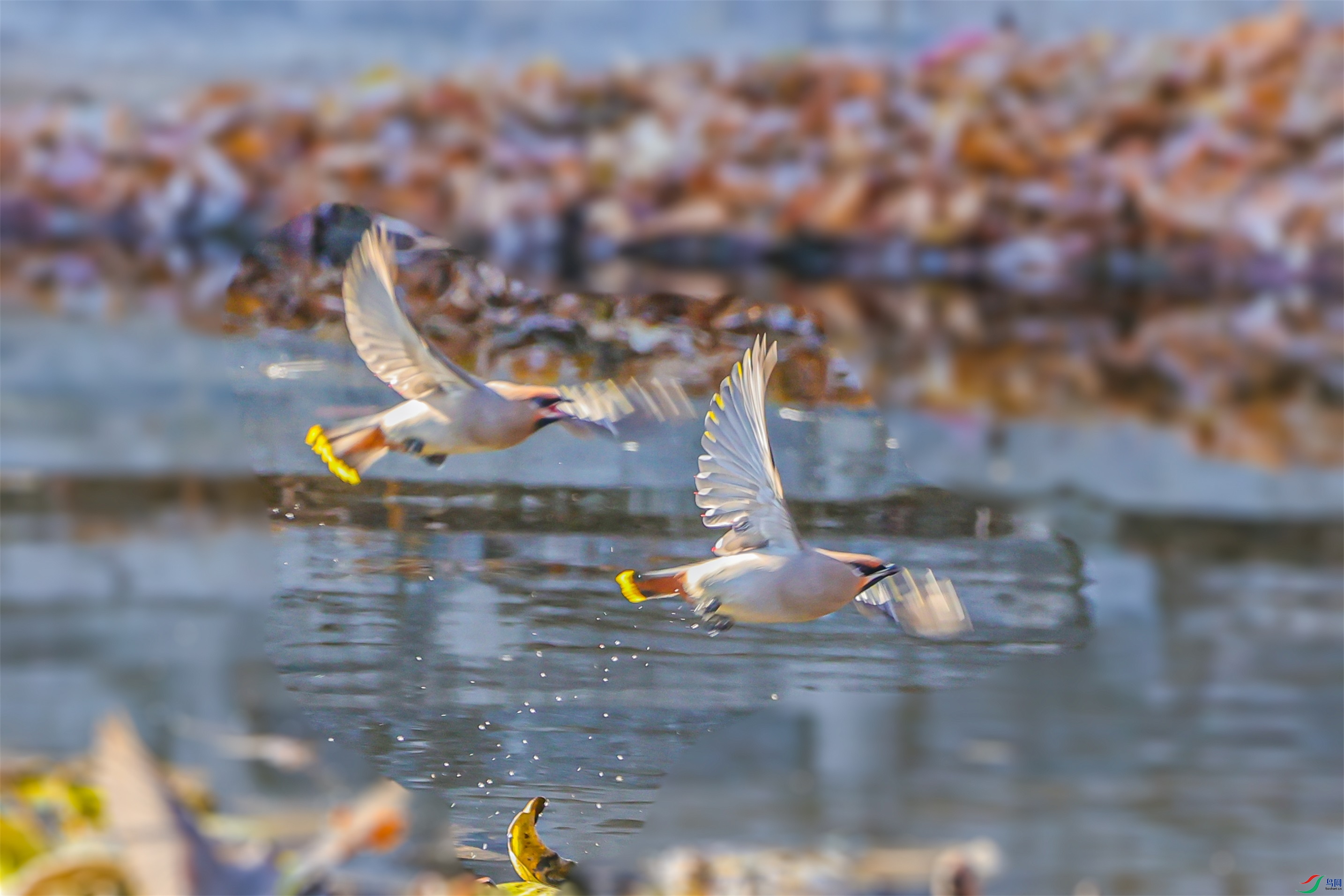 1K3A4255 ����1.jpg