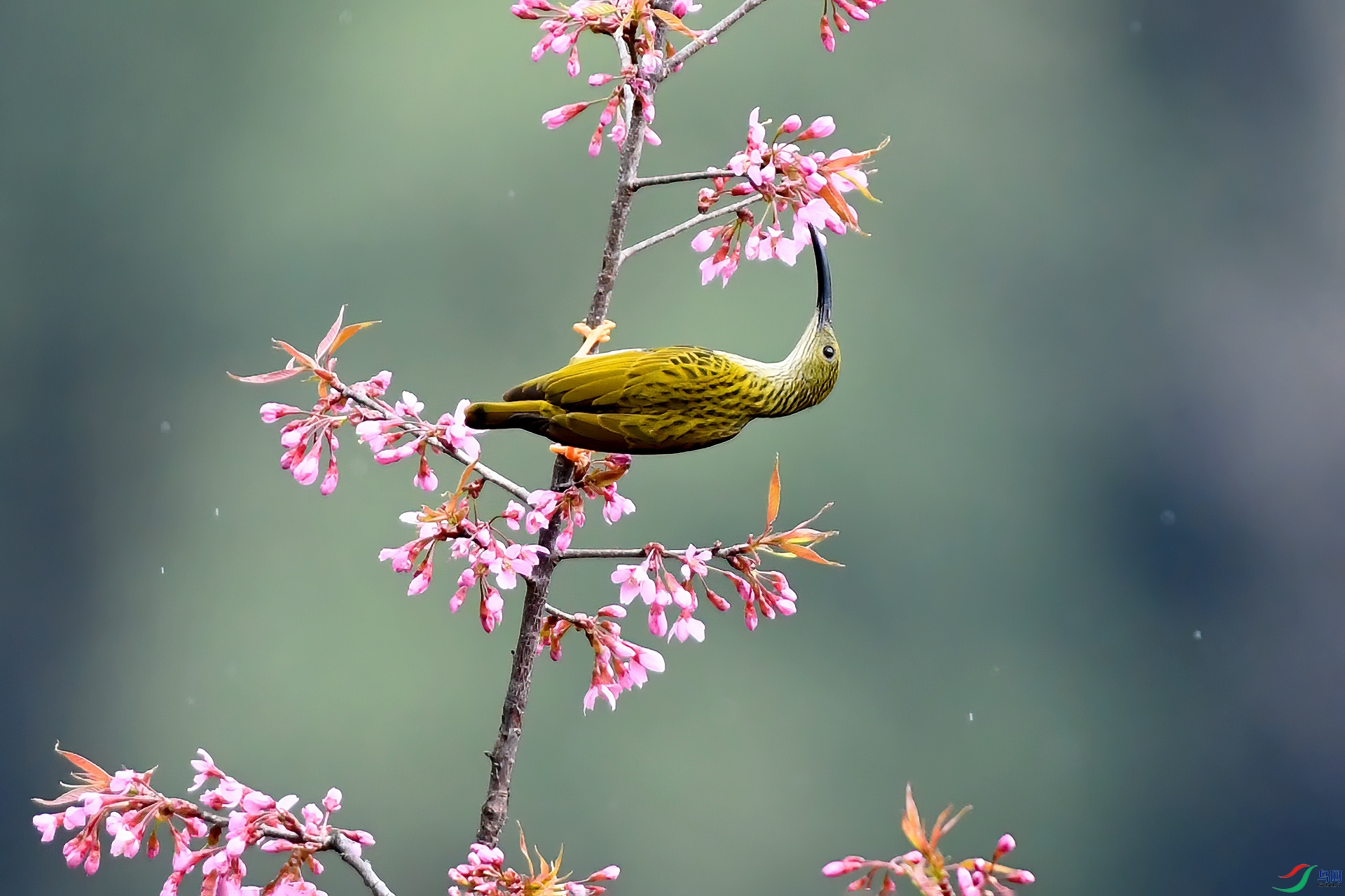 DSC_4343.jpgqq q.jpg