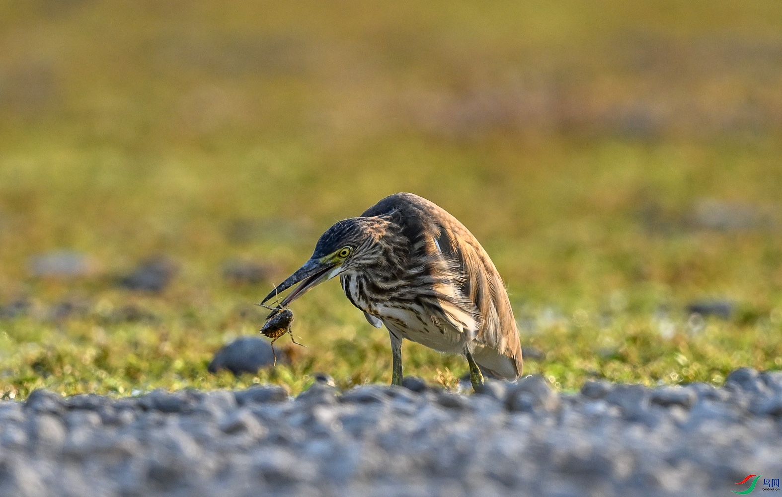 DSC_6112_1.jpg