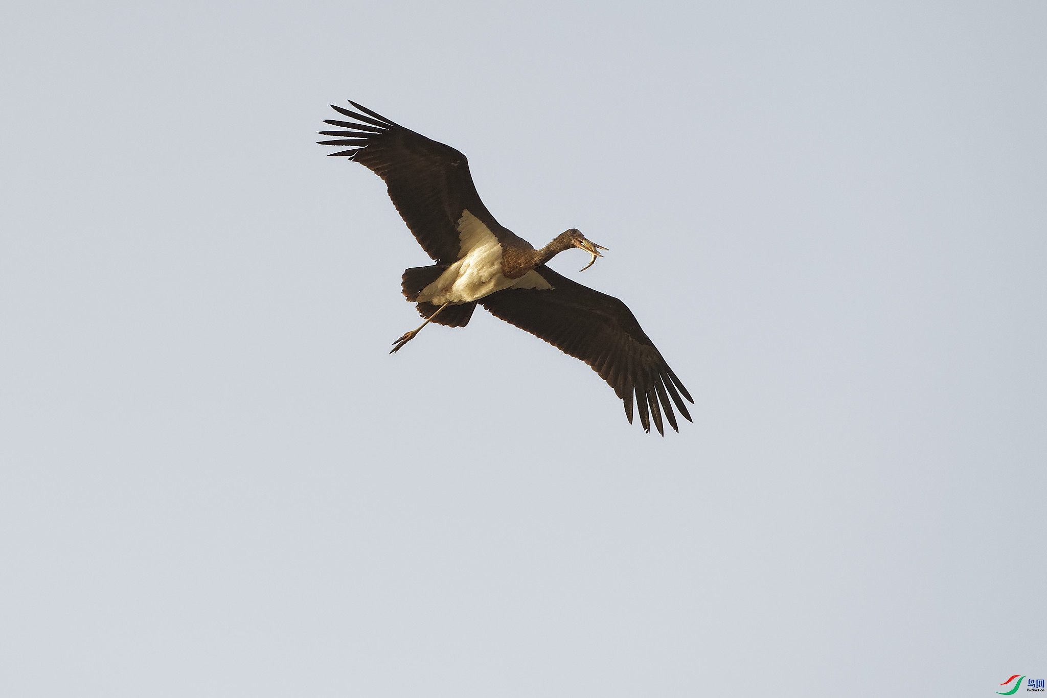 DSC_0208.jpg