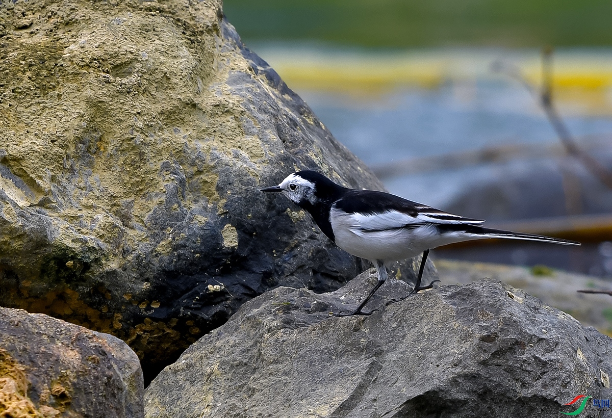 DSC_0729.JPG