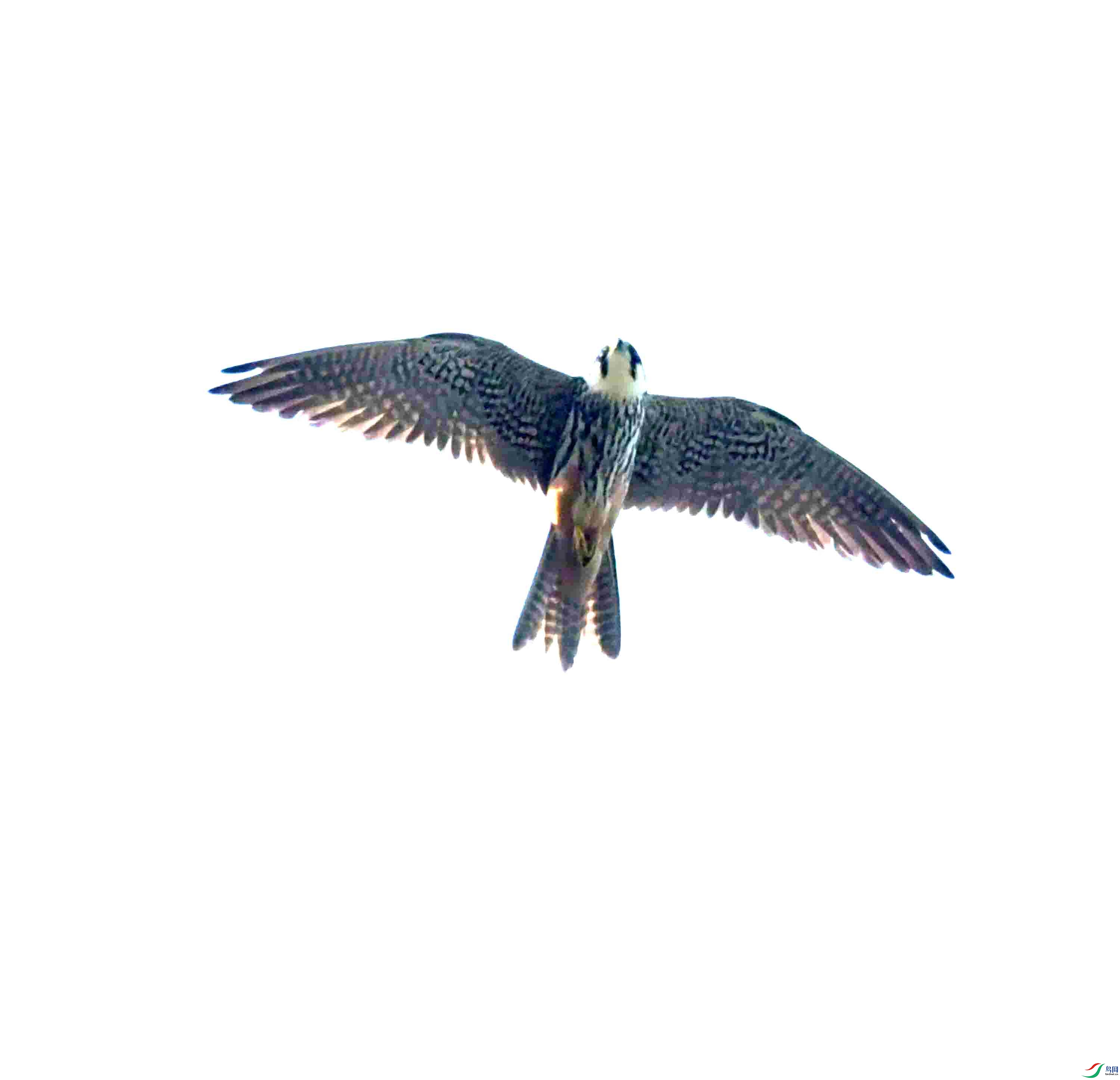 DSC_7899.JPG