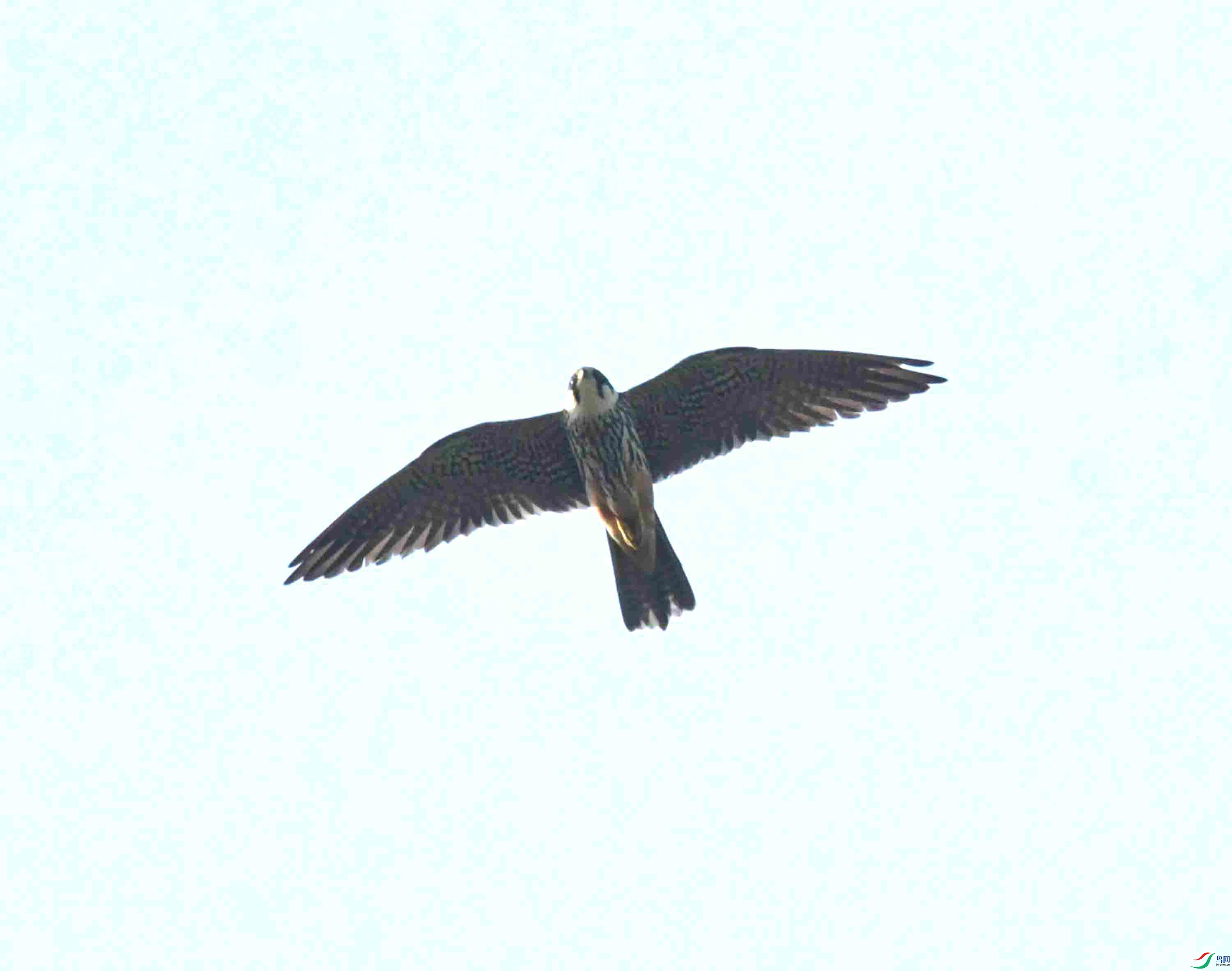 DSC_7896.JPG