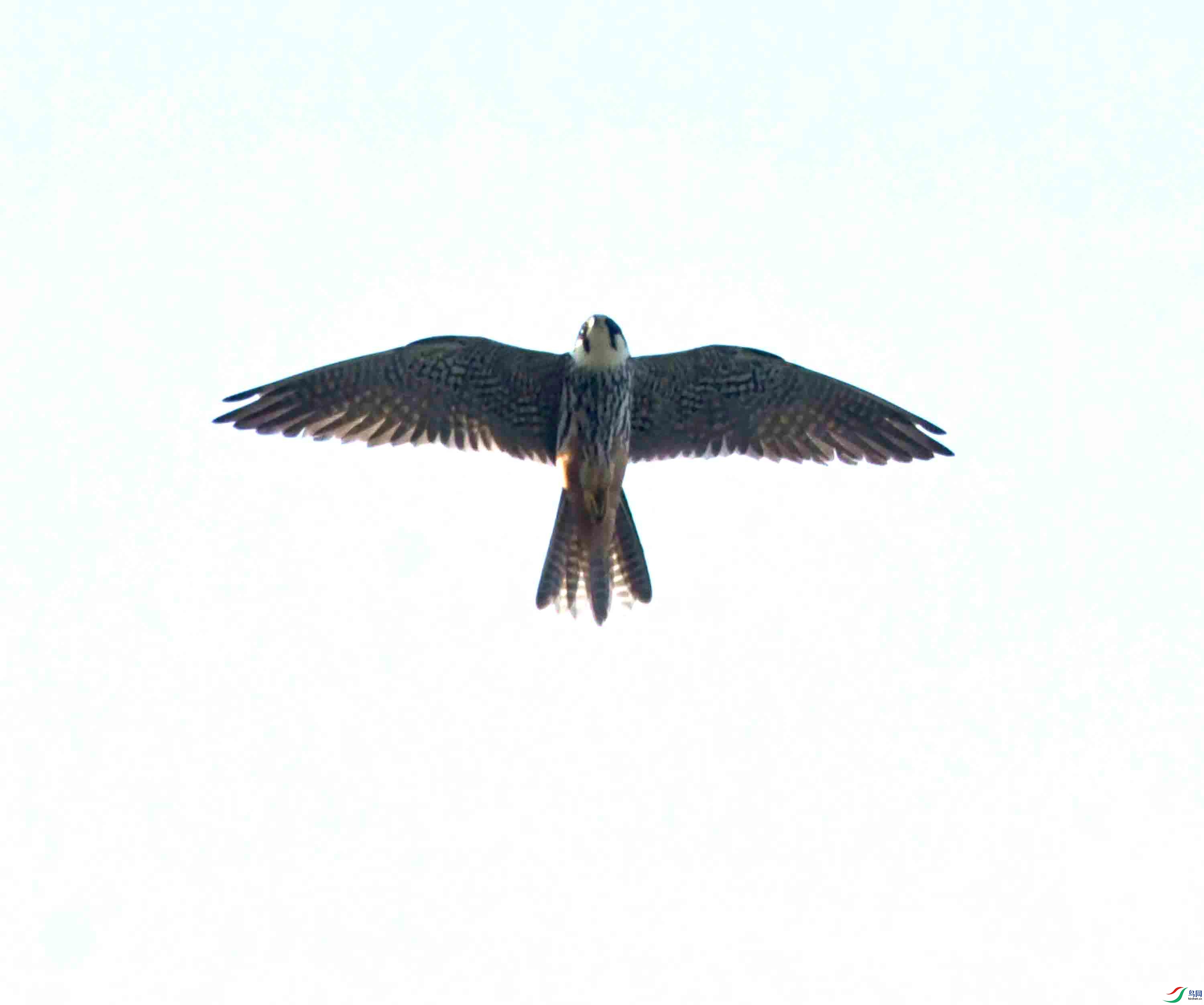 DSC_7901.JPG