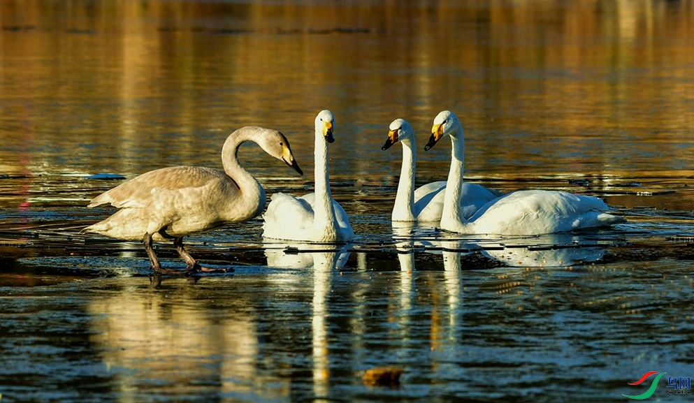 ����С�ᡣ