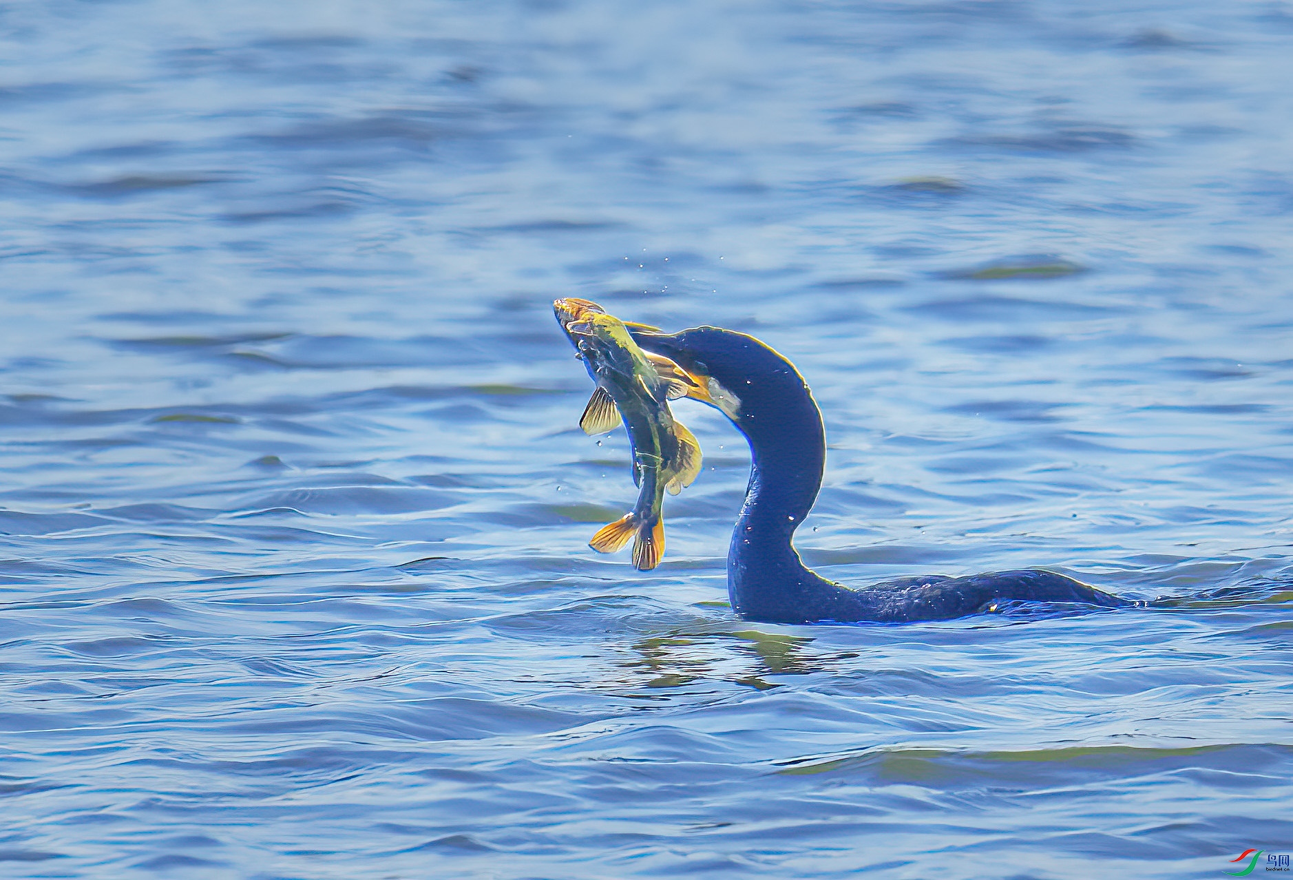 DSC_3634 ����.jpg