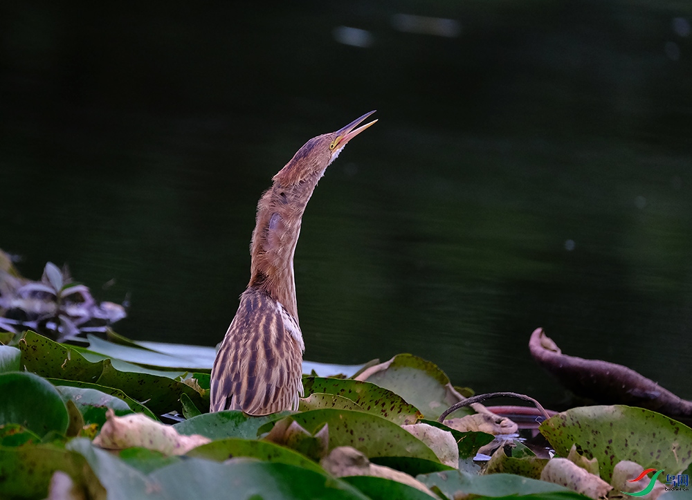 DSCF1317.1.jpg
