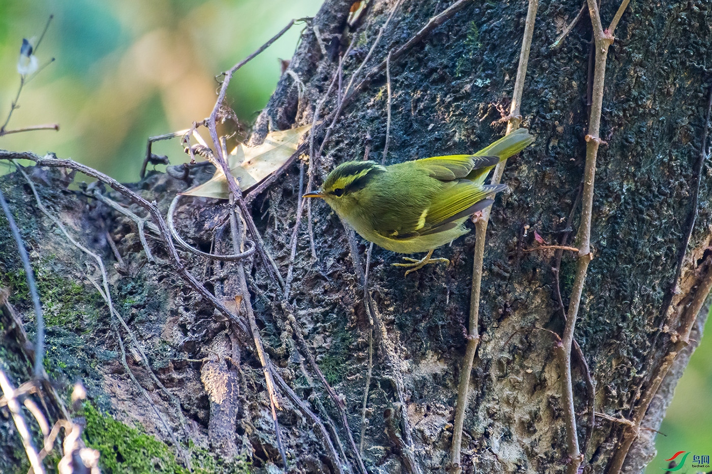 DSC_8094-1.jpg