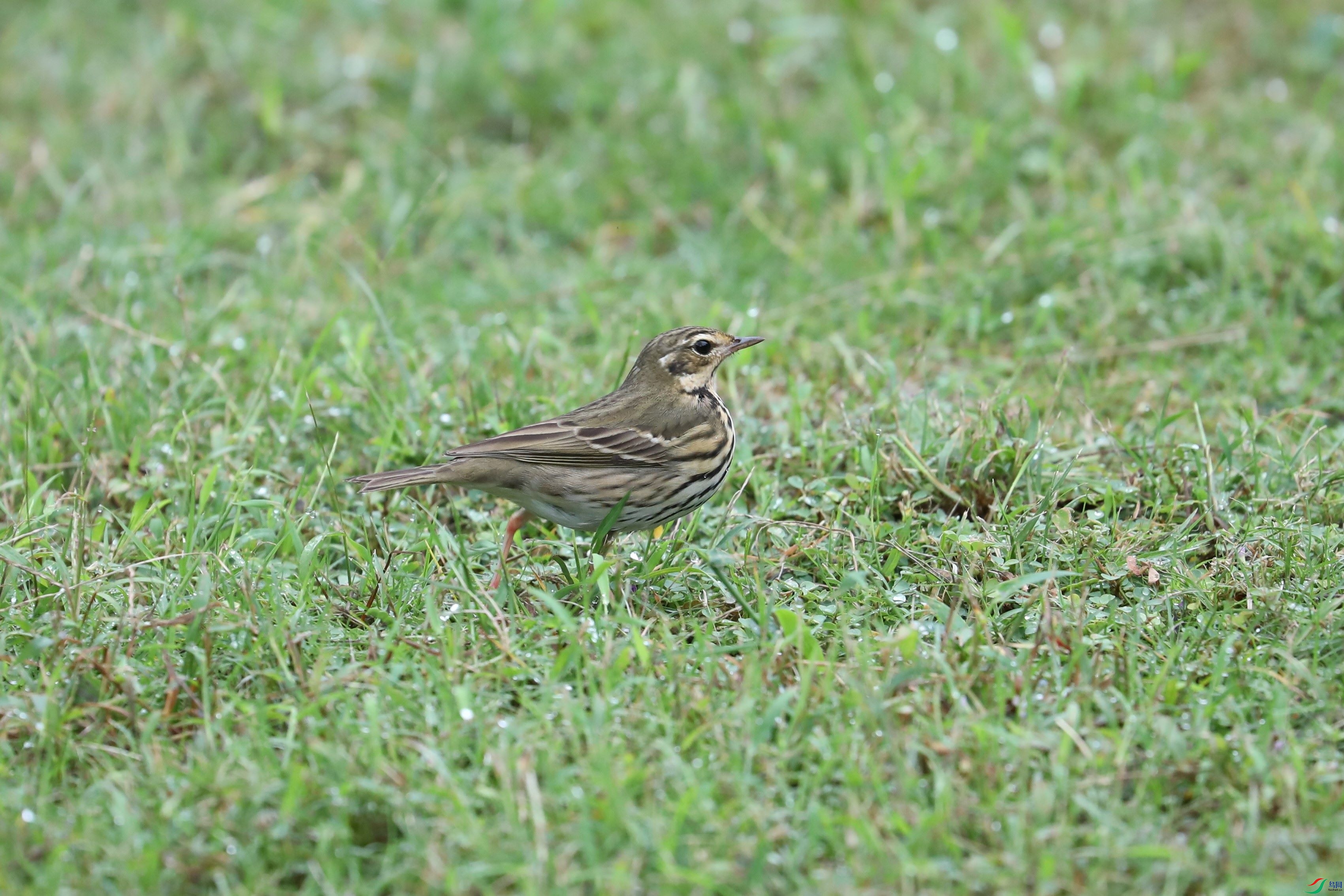 BL7A6019.JPG