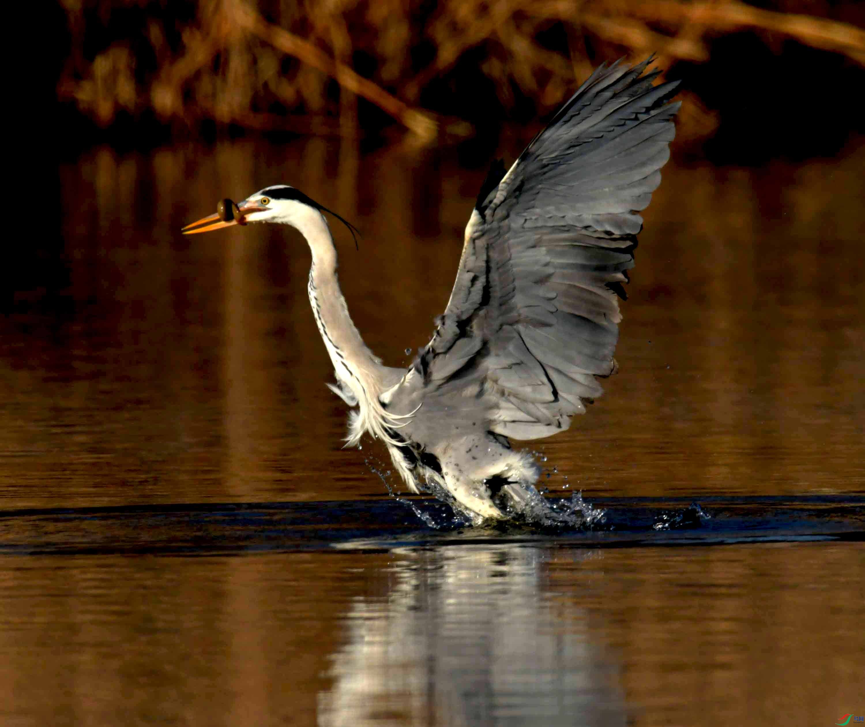 DSC_0321.JPG