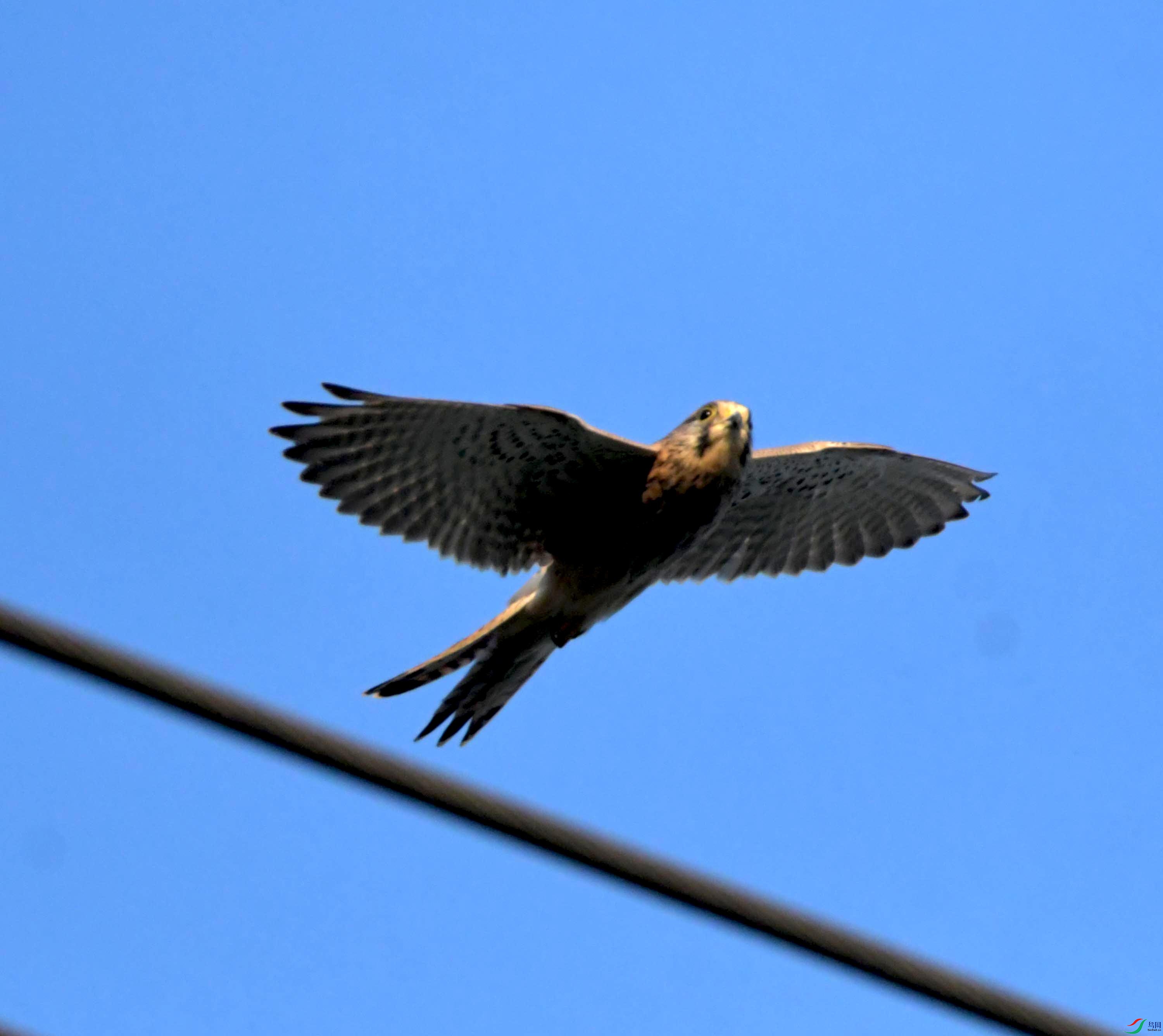 DSC_0706.JPG